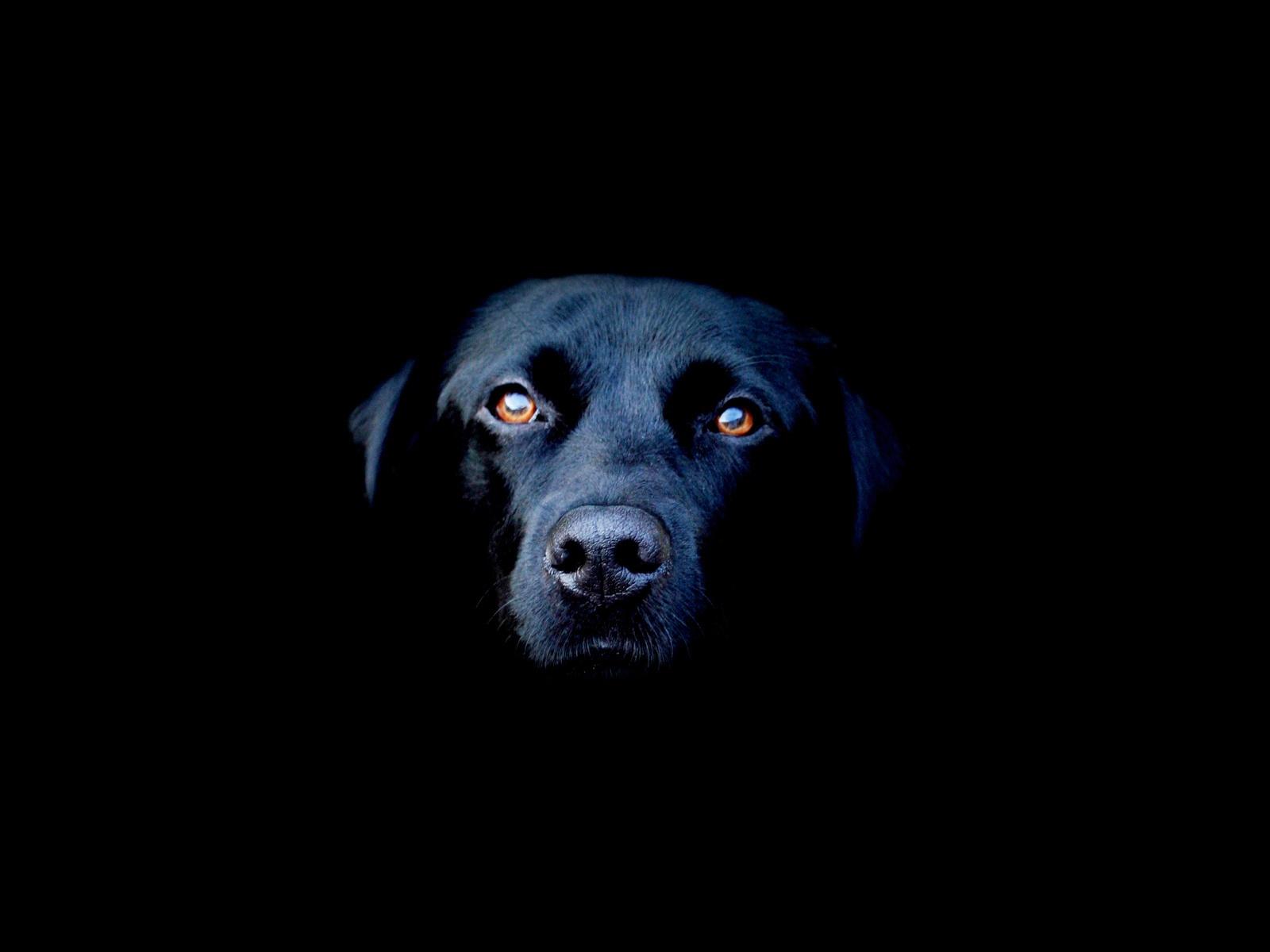 Black Dog Face Photo wallpaperx1200