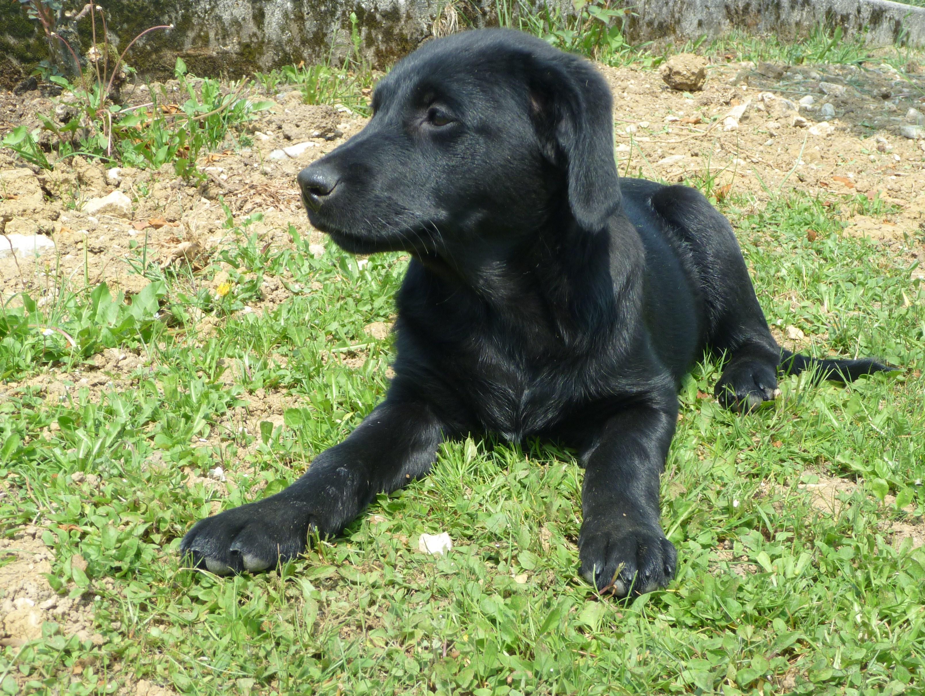 Cute black dog HD Wallpaper. Background Imagex2418