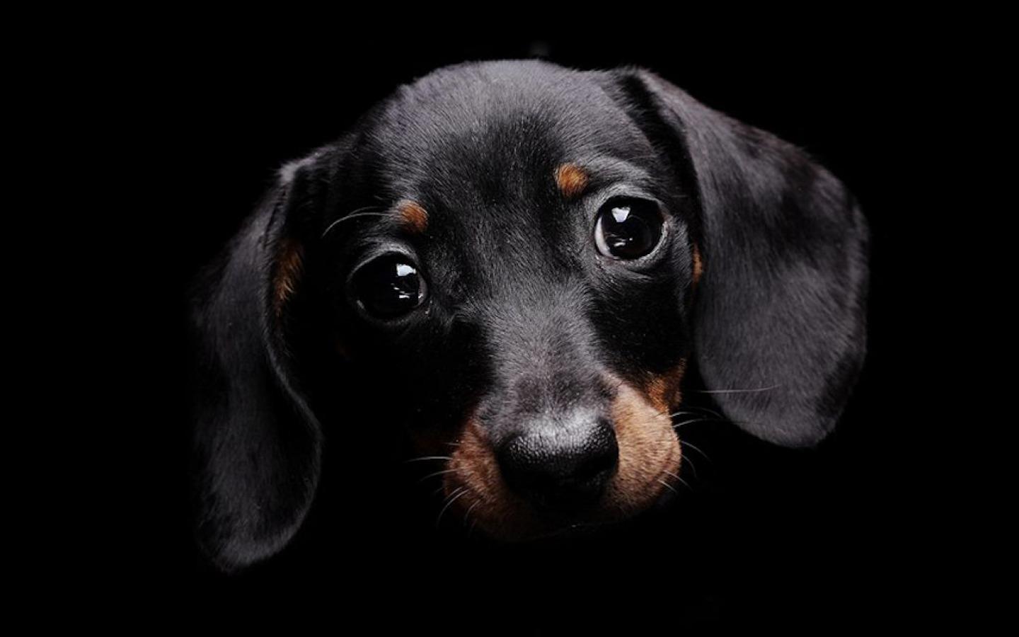 Free download Cute black dog wallpaper high resolution