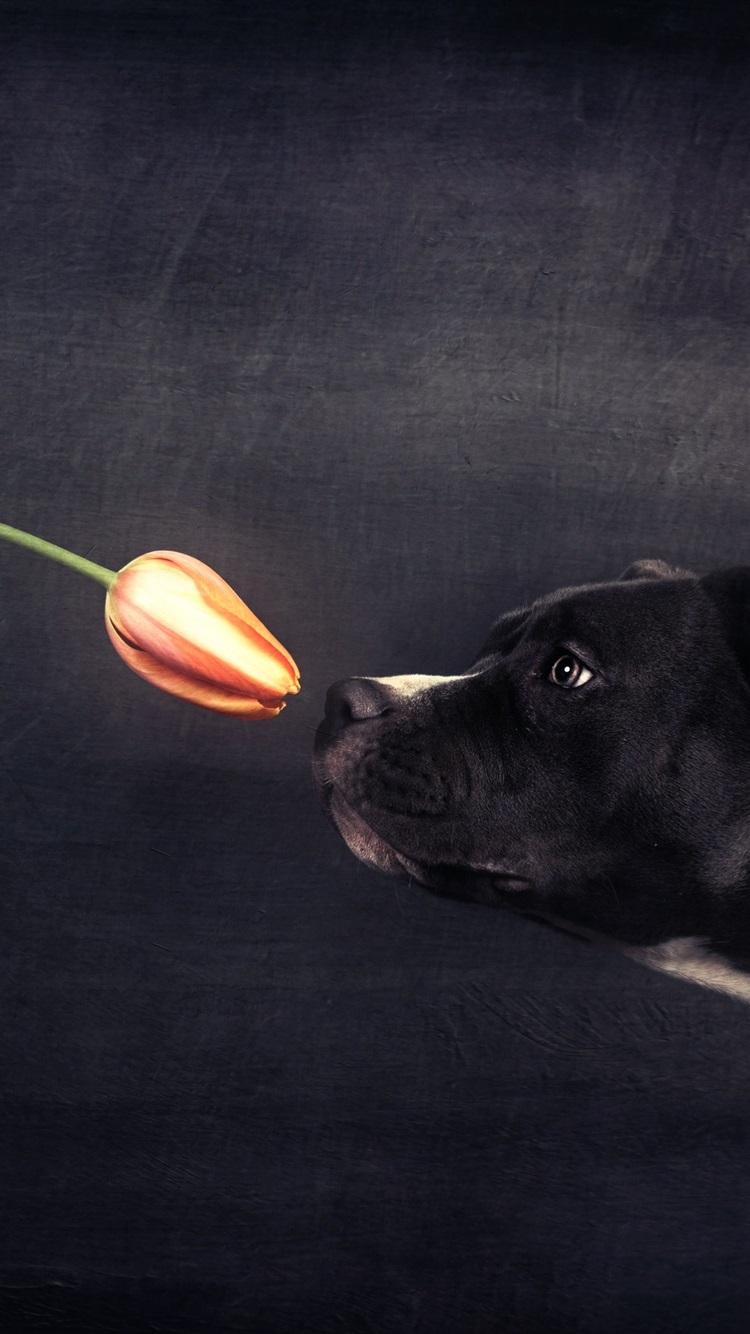 Wallpaper Black dog and orange tulip 2560x1600 HD Picture, Image