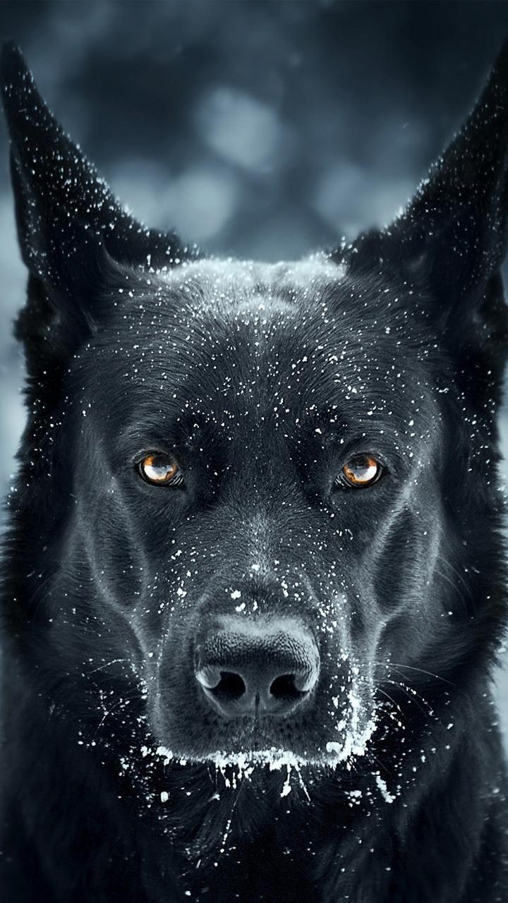 Download Black Dog wallpaper now. Browse millions of popular
