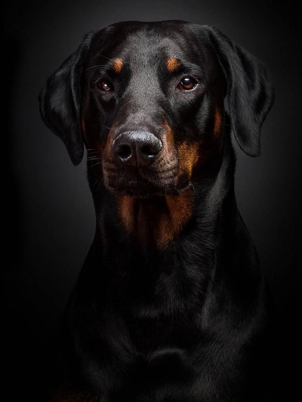 Black Dog wallpaper