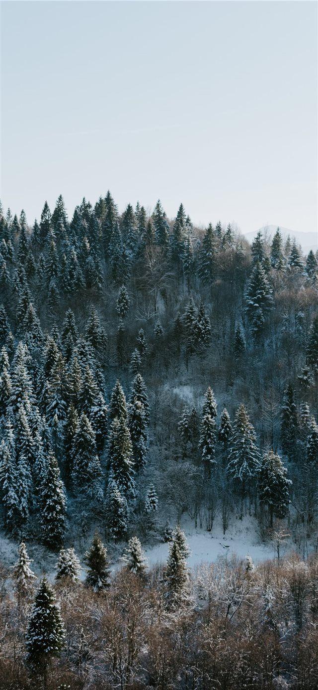 Winter wonderland iPhone X wallpaper #tree #winter #forest #nature