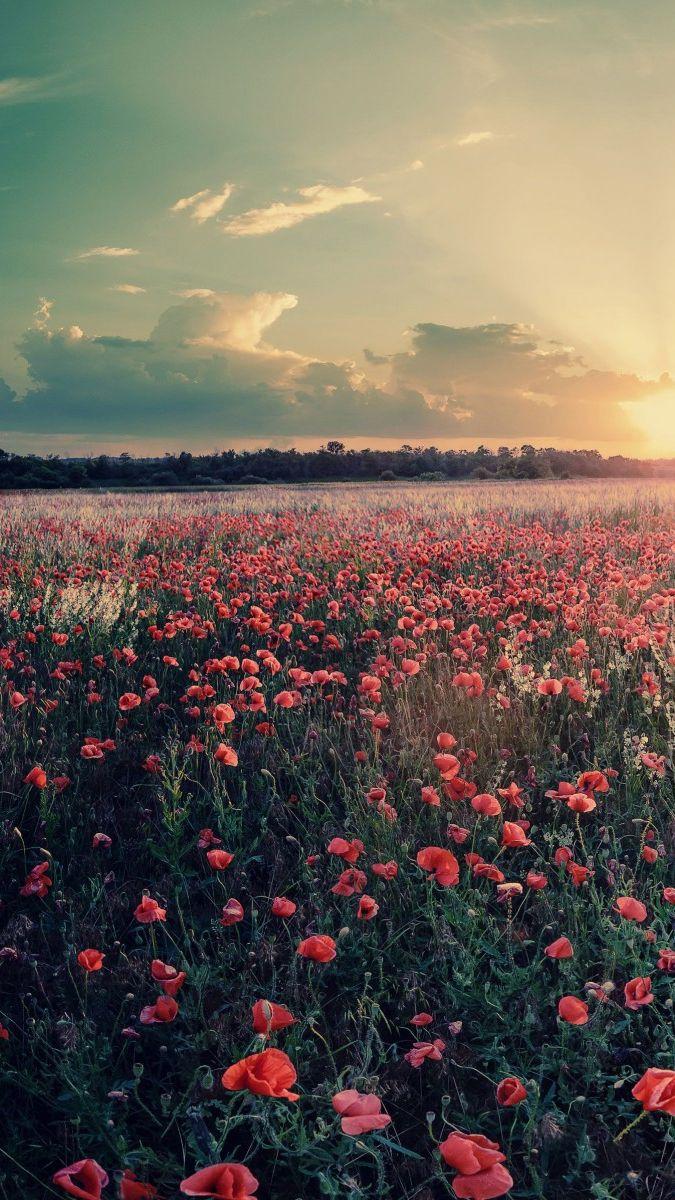 Flowers Farms Sunshine Sunset IPhone Wallpaper. Sunset Iphone