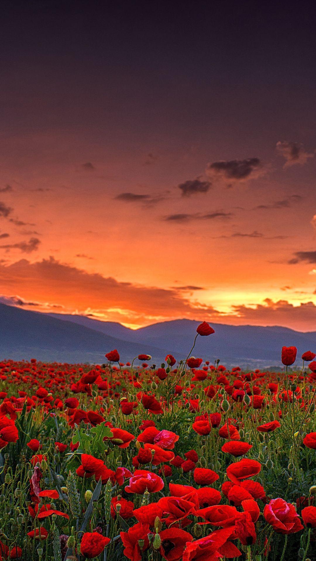 Poppy farm, sunset, landscape, nature, 1080x1920 wallpaper