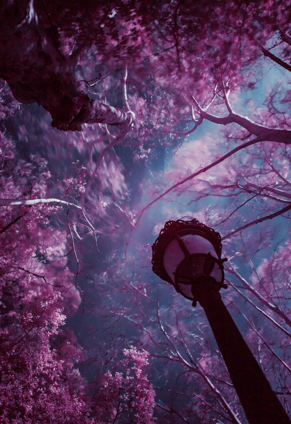 Purple Forest Picture. Download Free Image