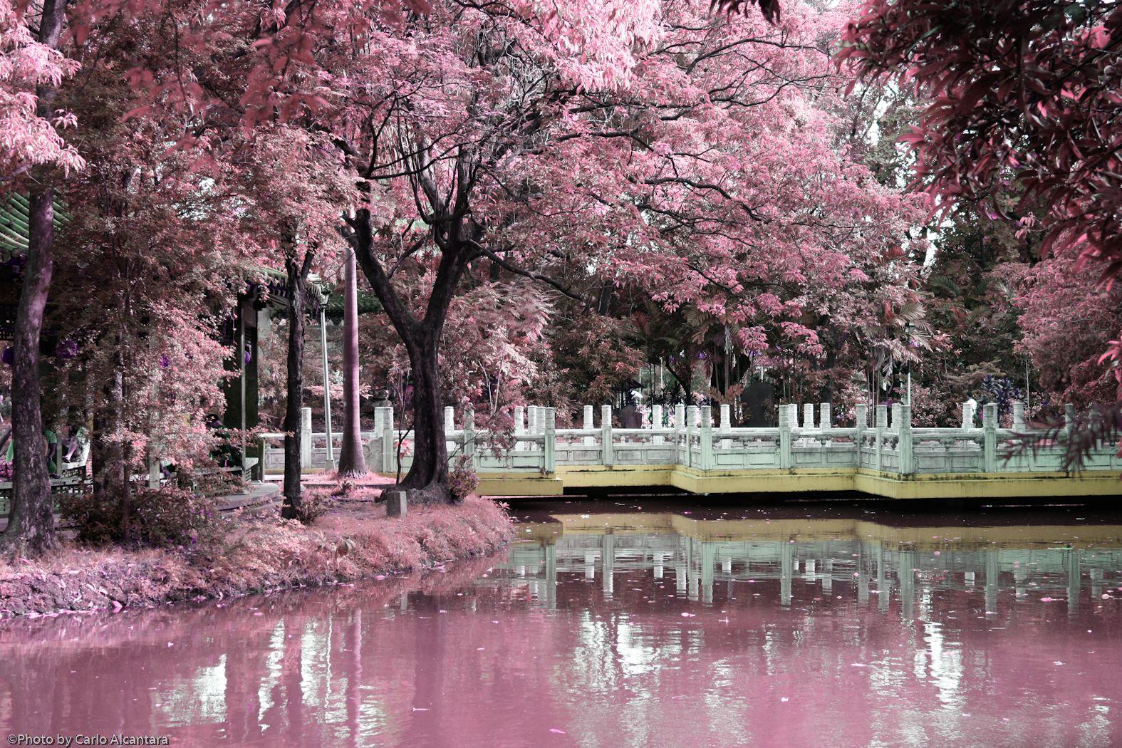 Beautiful. Chinese garden, Japanese garden, Chinese landscape