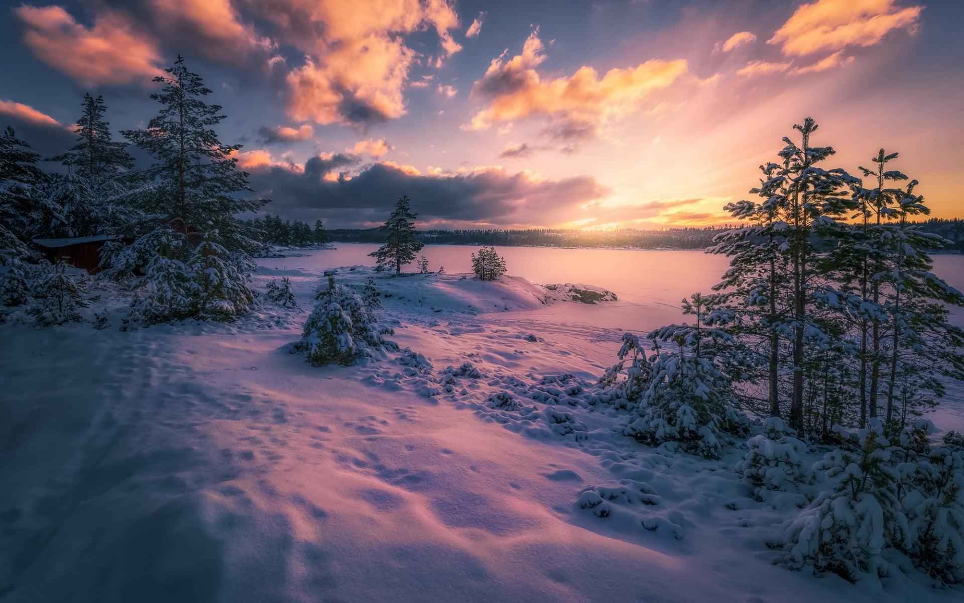 Green trees, nature, Norway, winter, landscape HD wallpaper