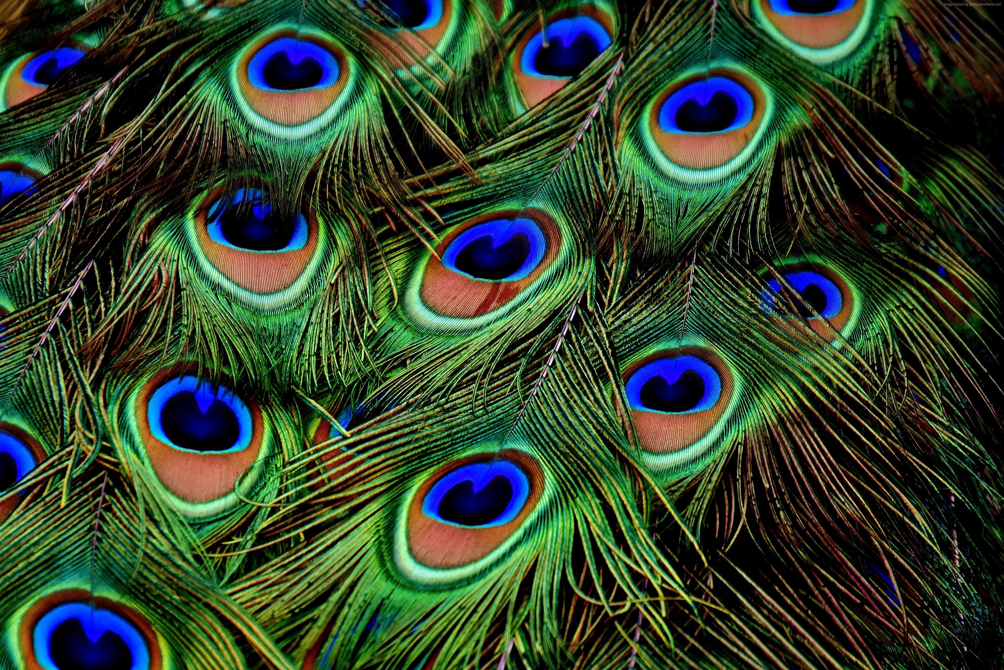 HD wallpaper: Peacock, feathers