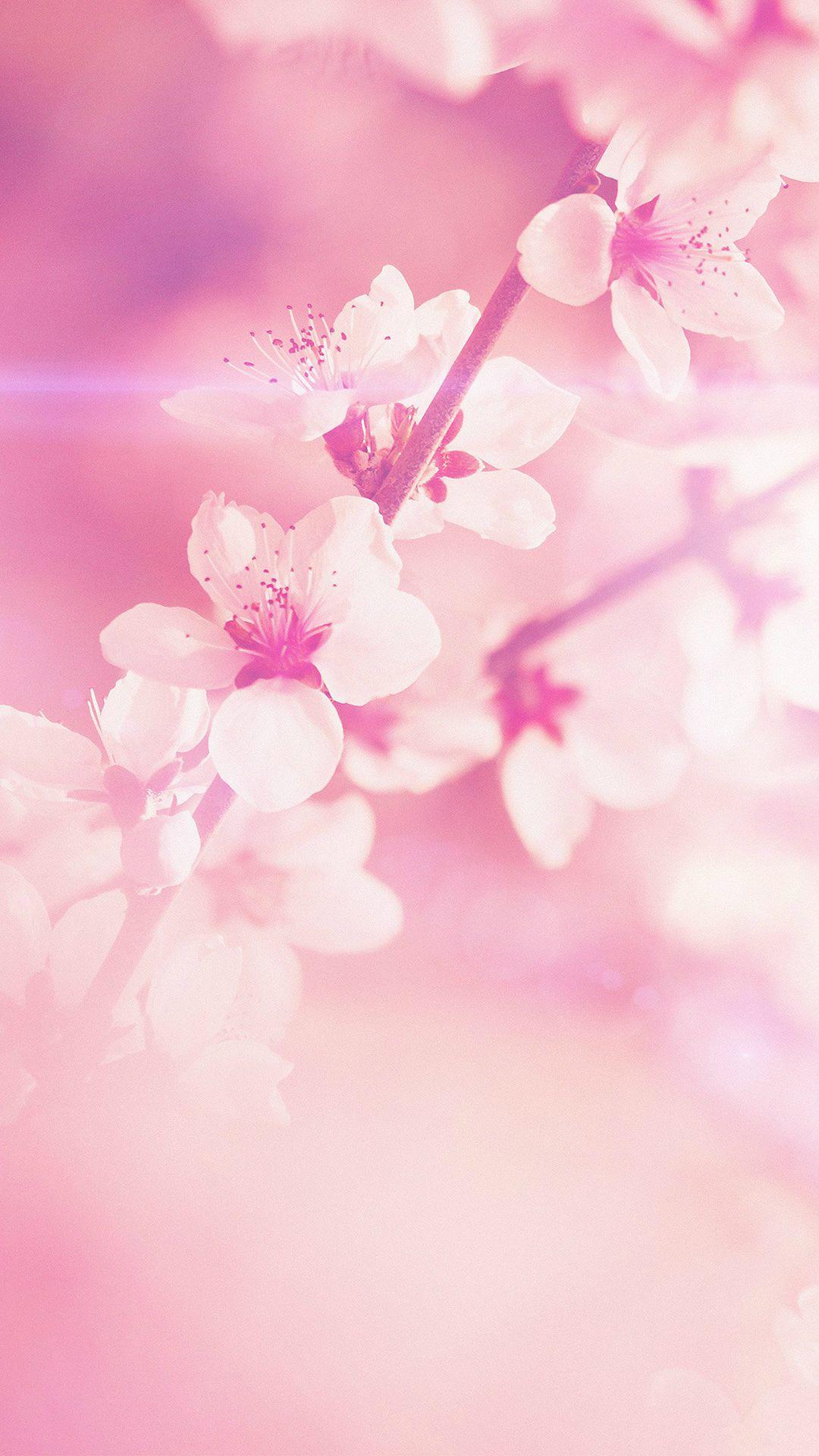 Light Pink Floral iPhone Wallpaper Free Light Pink Floral iPhone Background