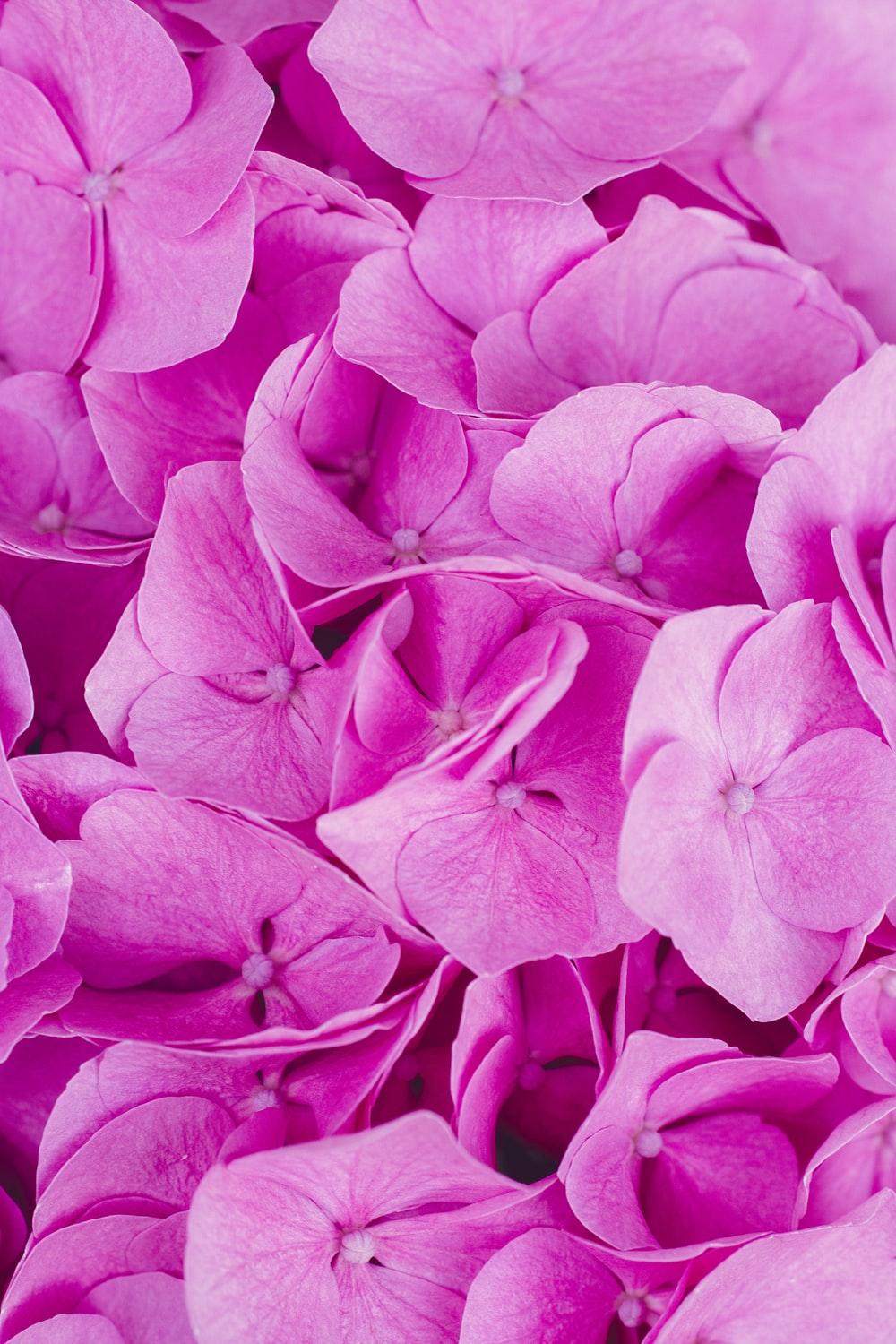 Light Pink Flowers Wallpapers - Wallpaper Cave