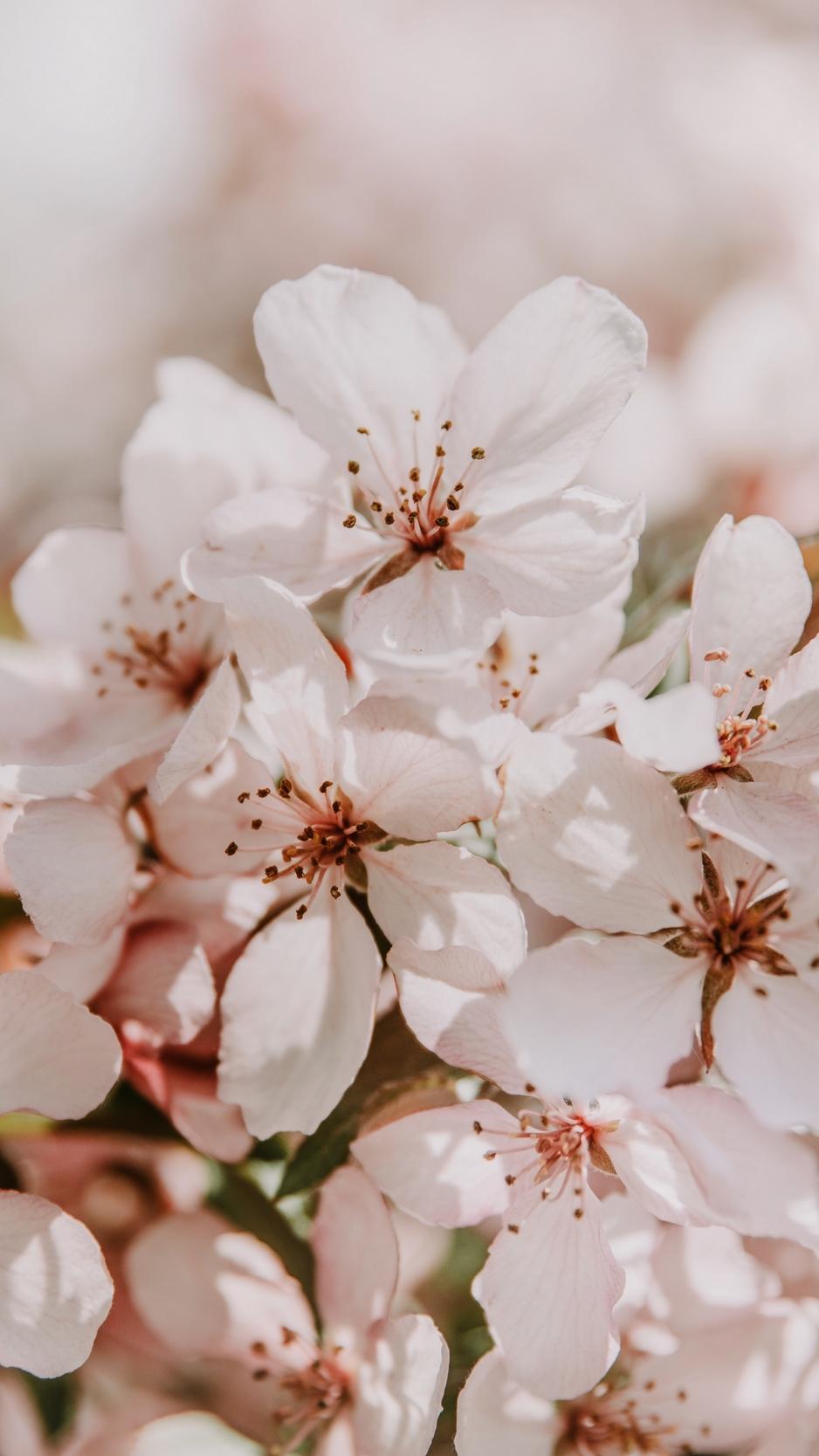 Download wallpaper 938x1668 sakura, flowers, spring, blooms