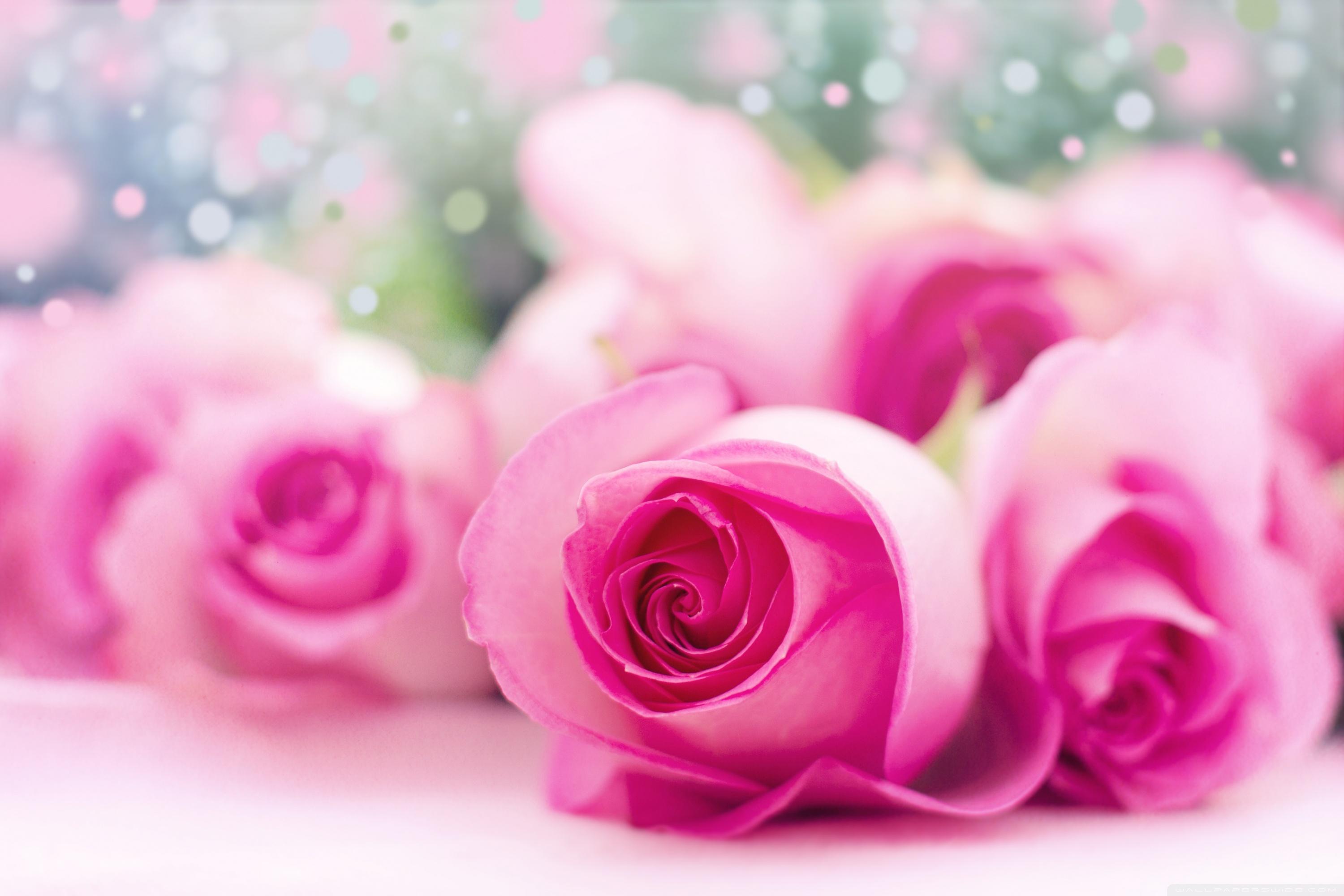Light Pink Roses Bokeh Ultra HD Desktop Background Wallpaper
