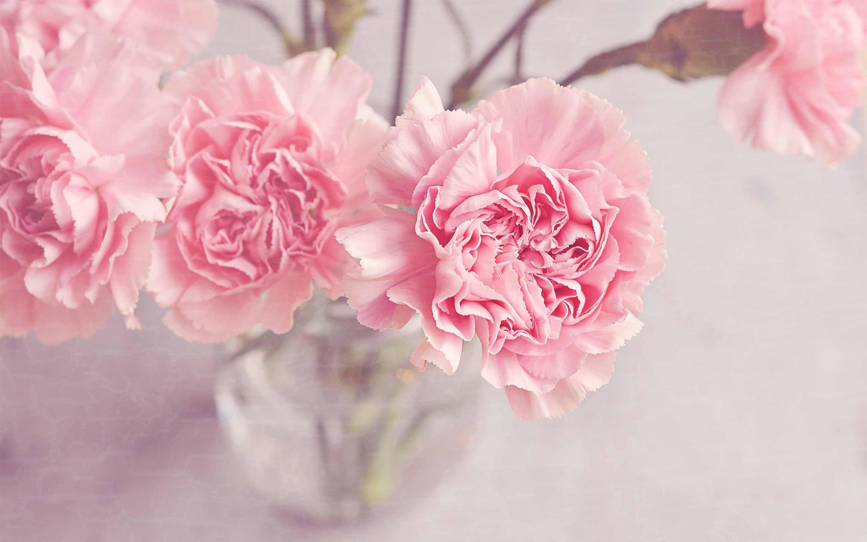 Light Pink Carnation Flowers Mac Wallpaper Download