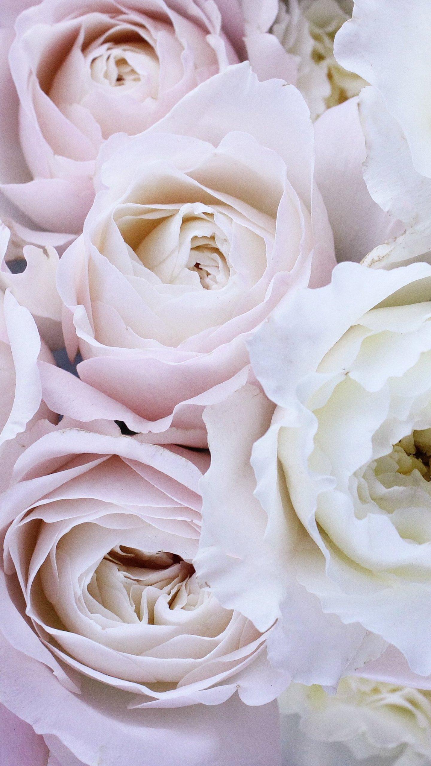 Pale Pink and White Roses Wallpaper, Android