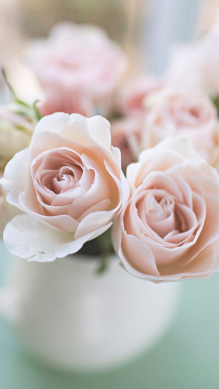 Pale Pink And White Roses Wallpaper Pink Rose