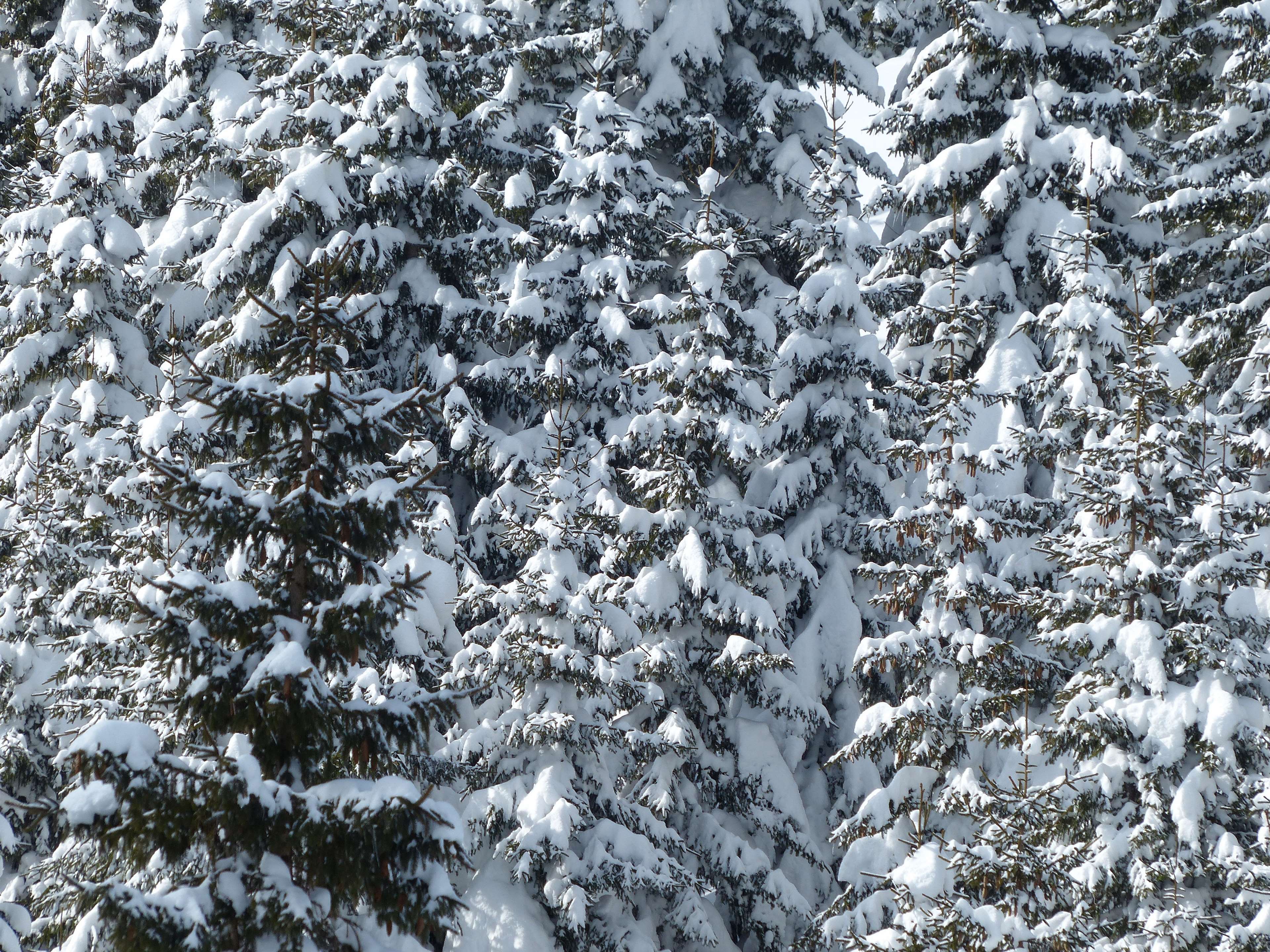 cold, fir, firs, landscape, royalty free, snow, snow magic