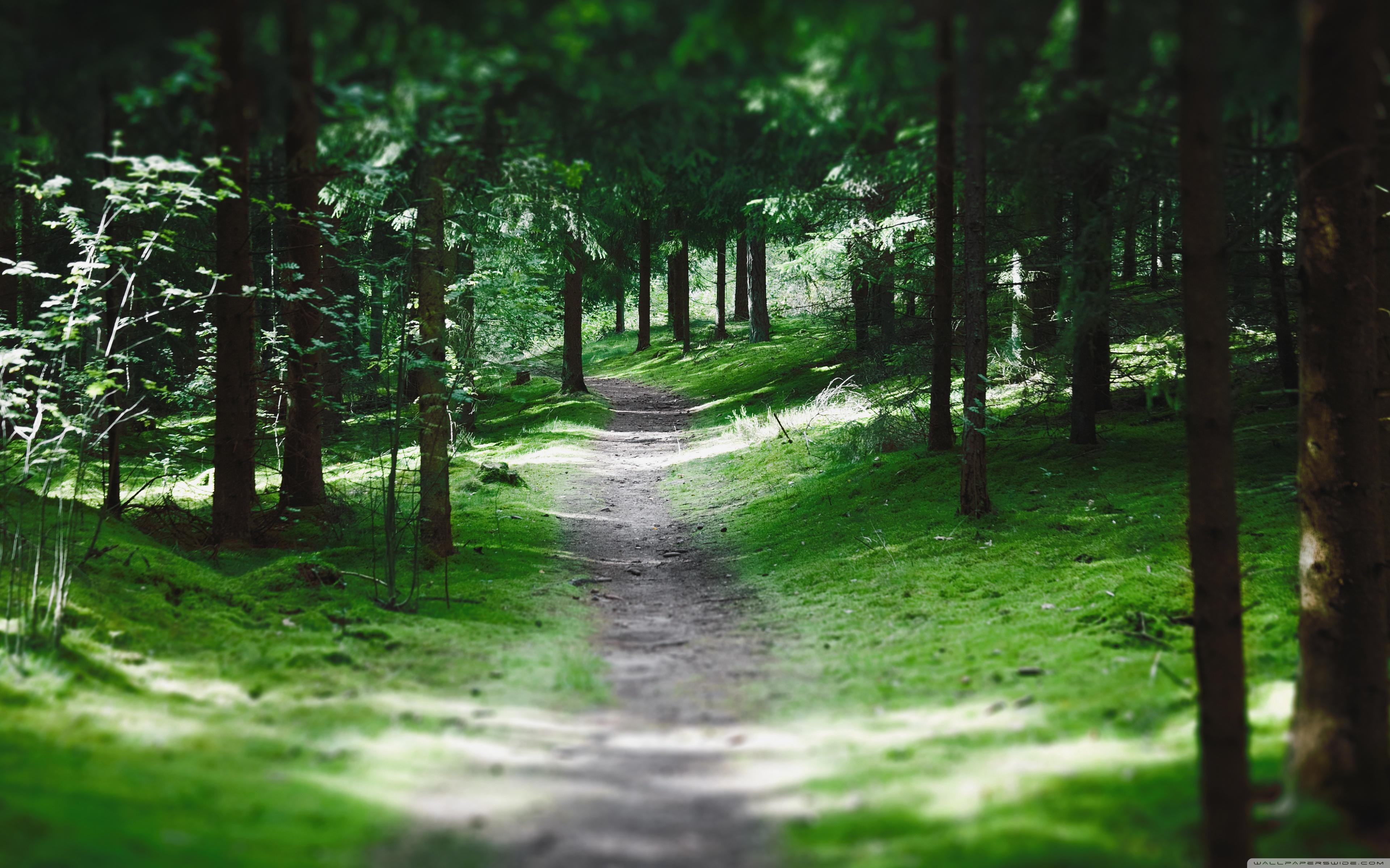 Swedish Forest Path Ultra HD Desktop Background Wallpaper