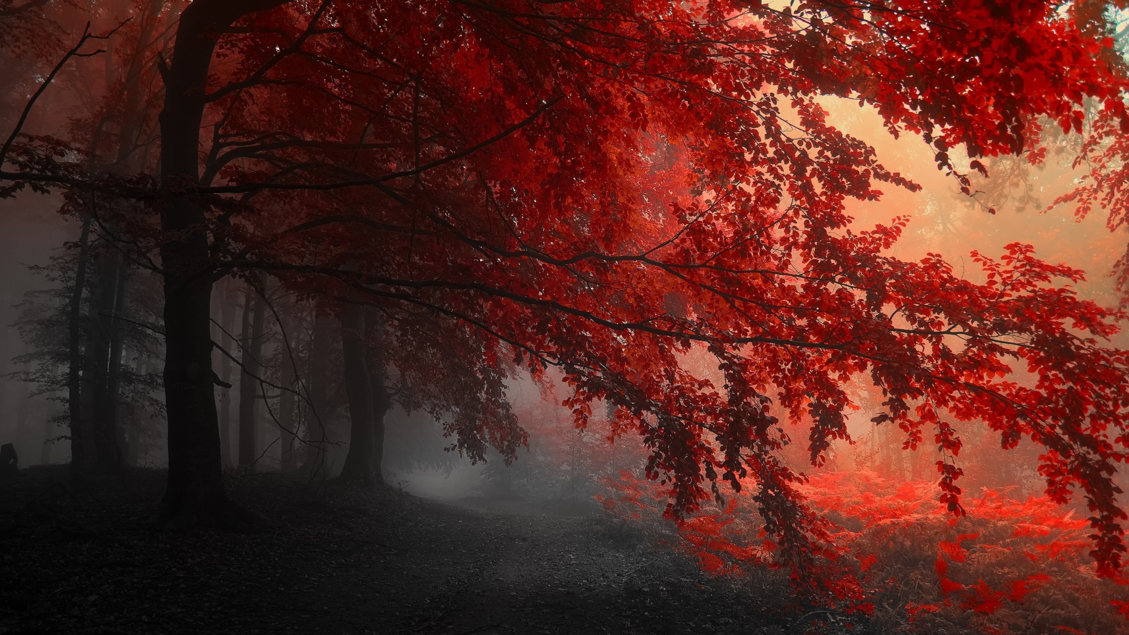 Red Forest Trees Path, HD Nature, 4k Wallpaper, Image