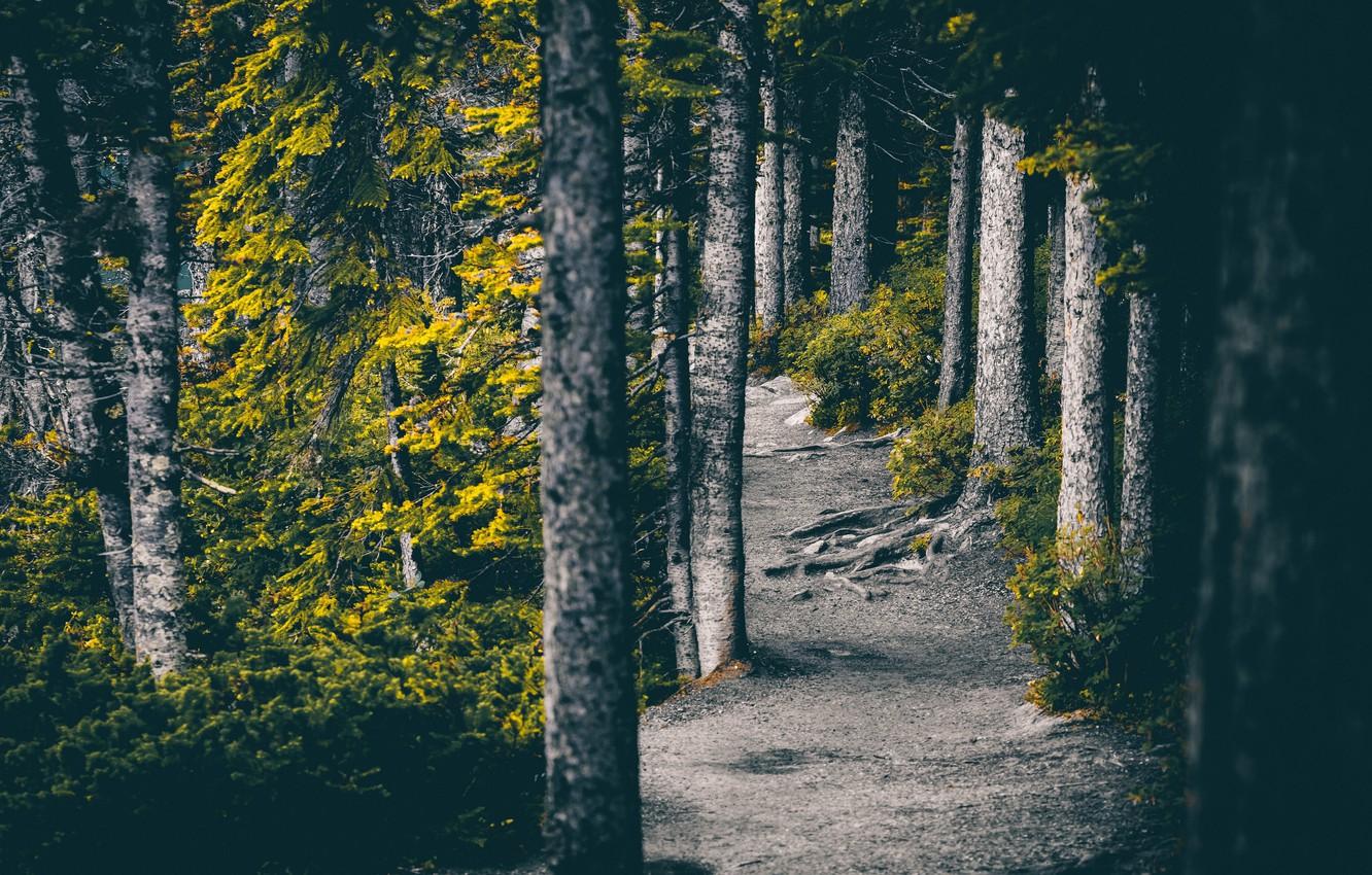 Wallpaper forest, trees, nature, photohop, path, 4k ultra