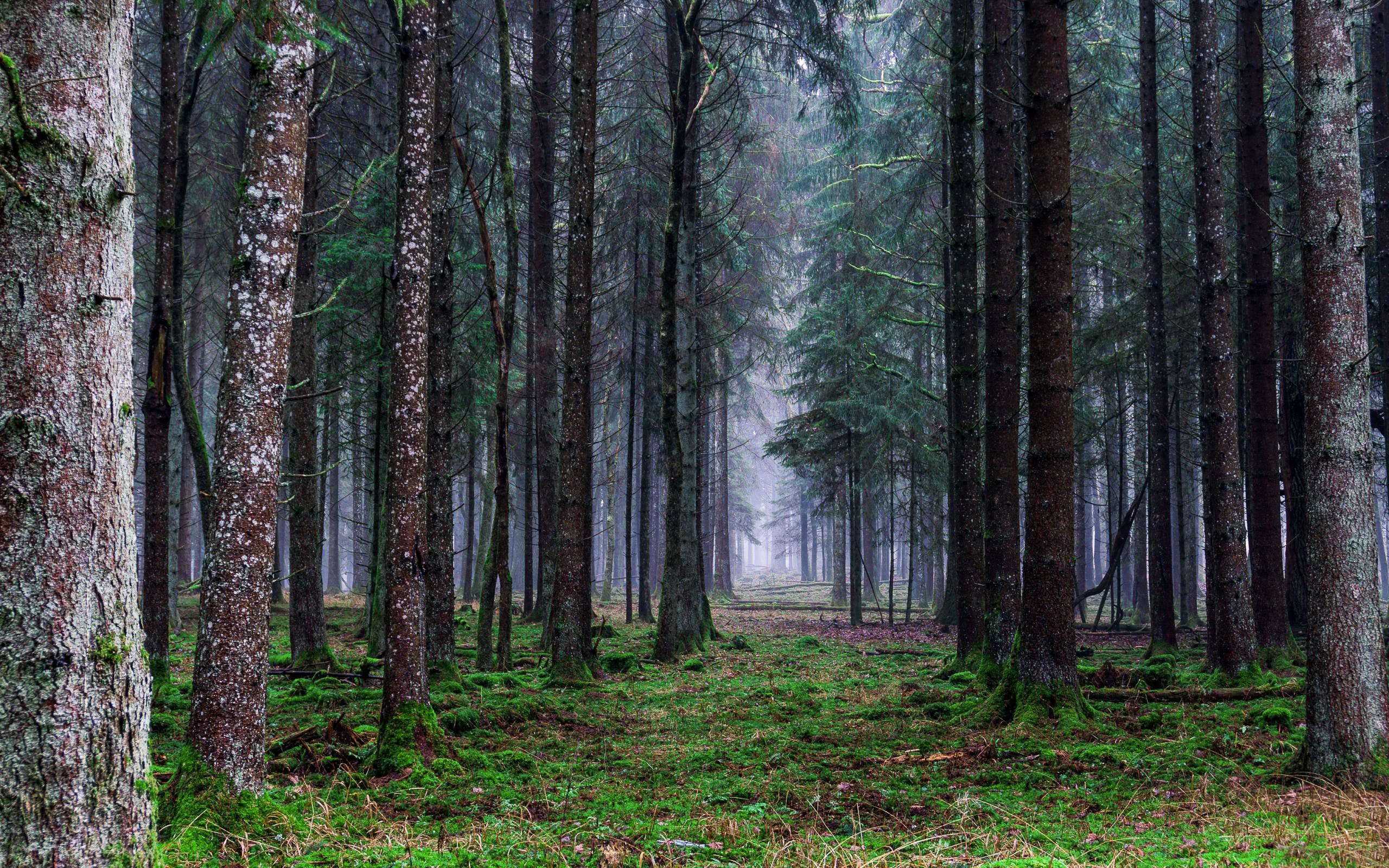 Rainy Forest HD wallpaper