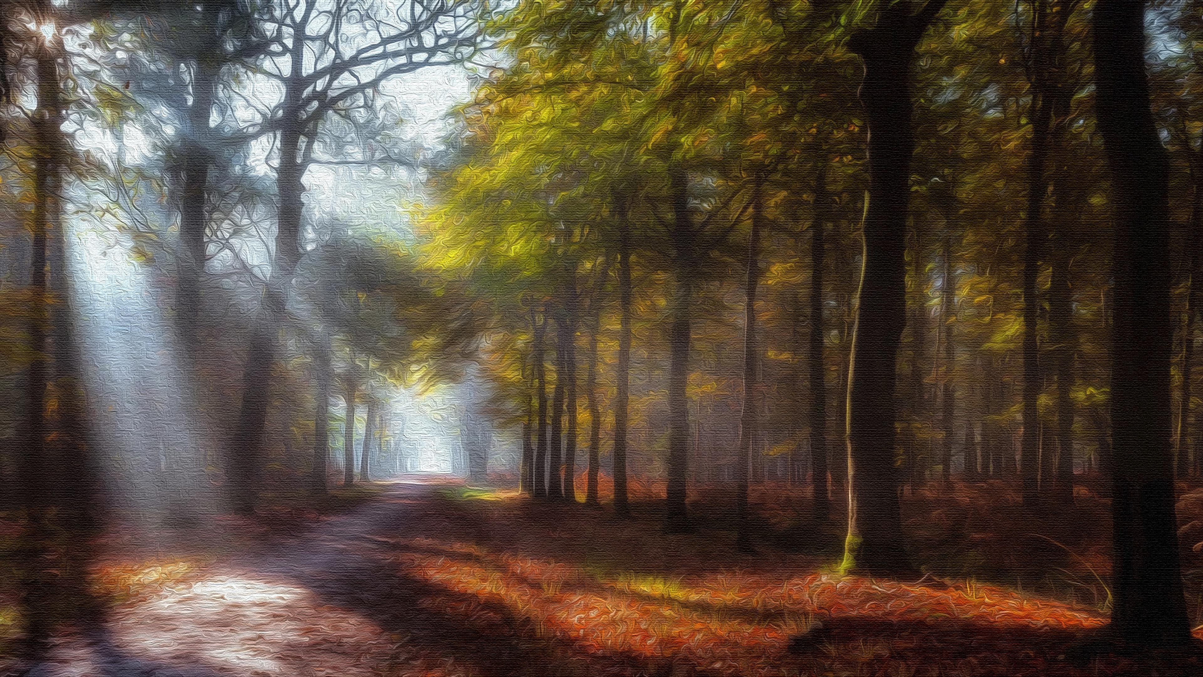 Forest Path on Canvas 4k Ultra HD Wallpaper
