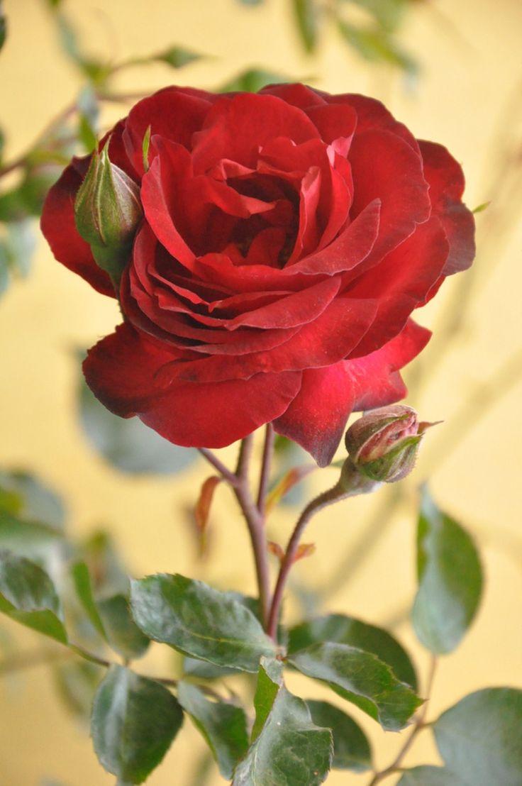 Most Beautiful Red Rose Flowers In The World