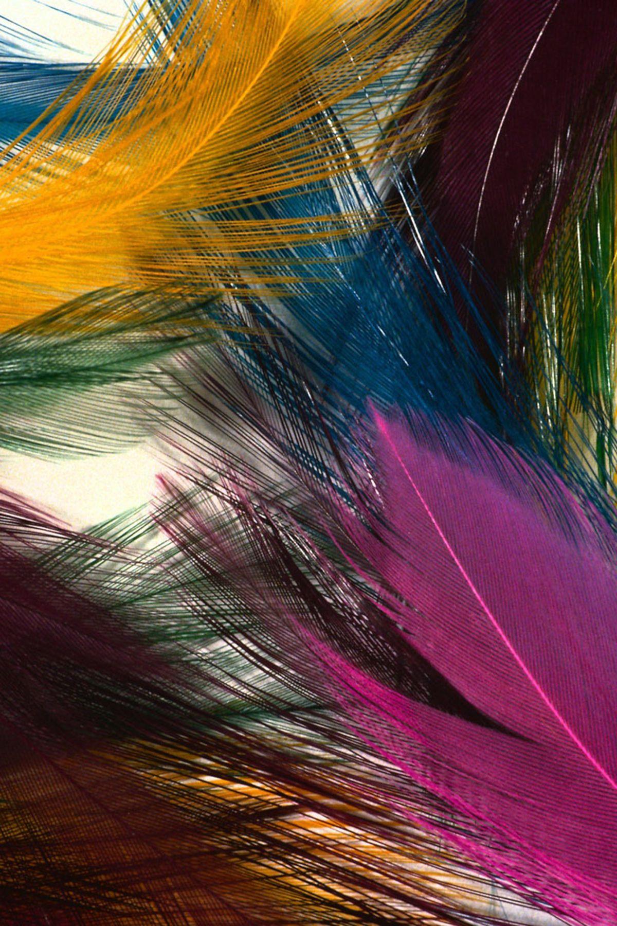 Colorful feathers most beautiful HD wide mobile wallpaper <p