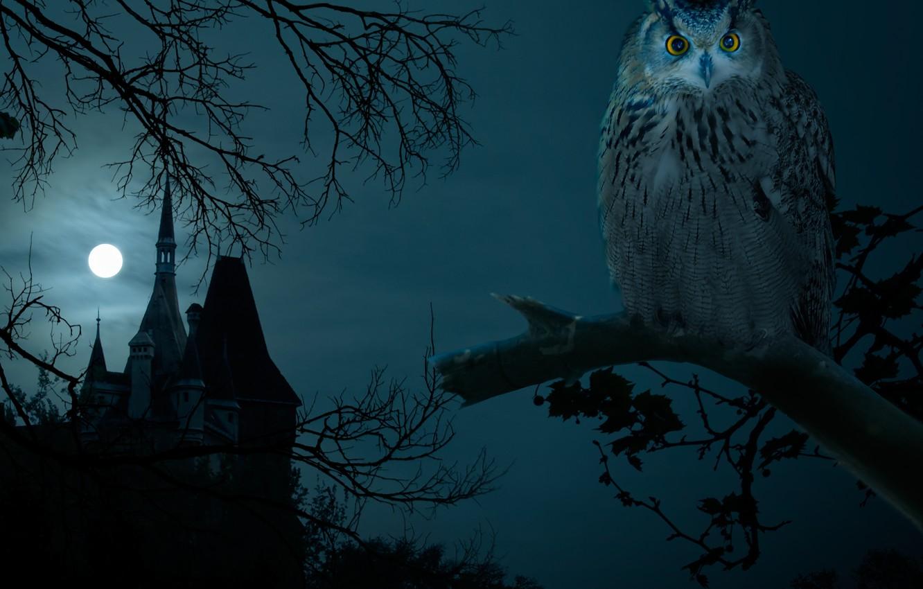 Halloween Night Owl Wallpaper