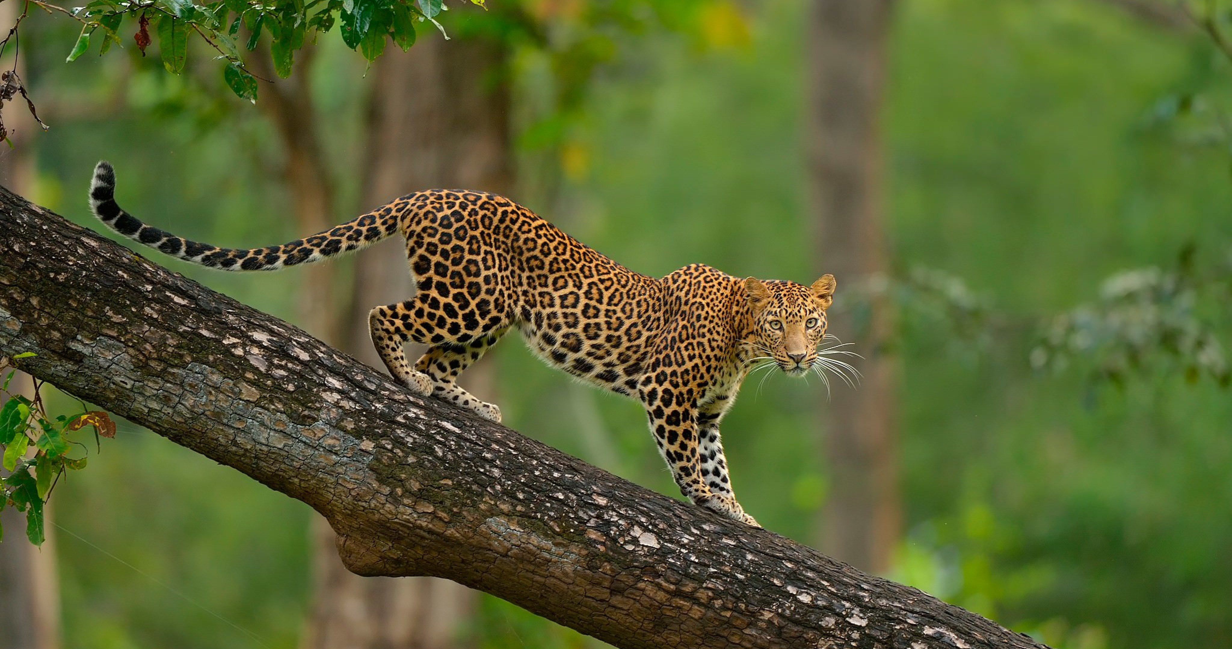 colorful leopard on tree 4k ultra HD wallpaper. Leopard