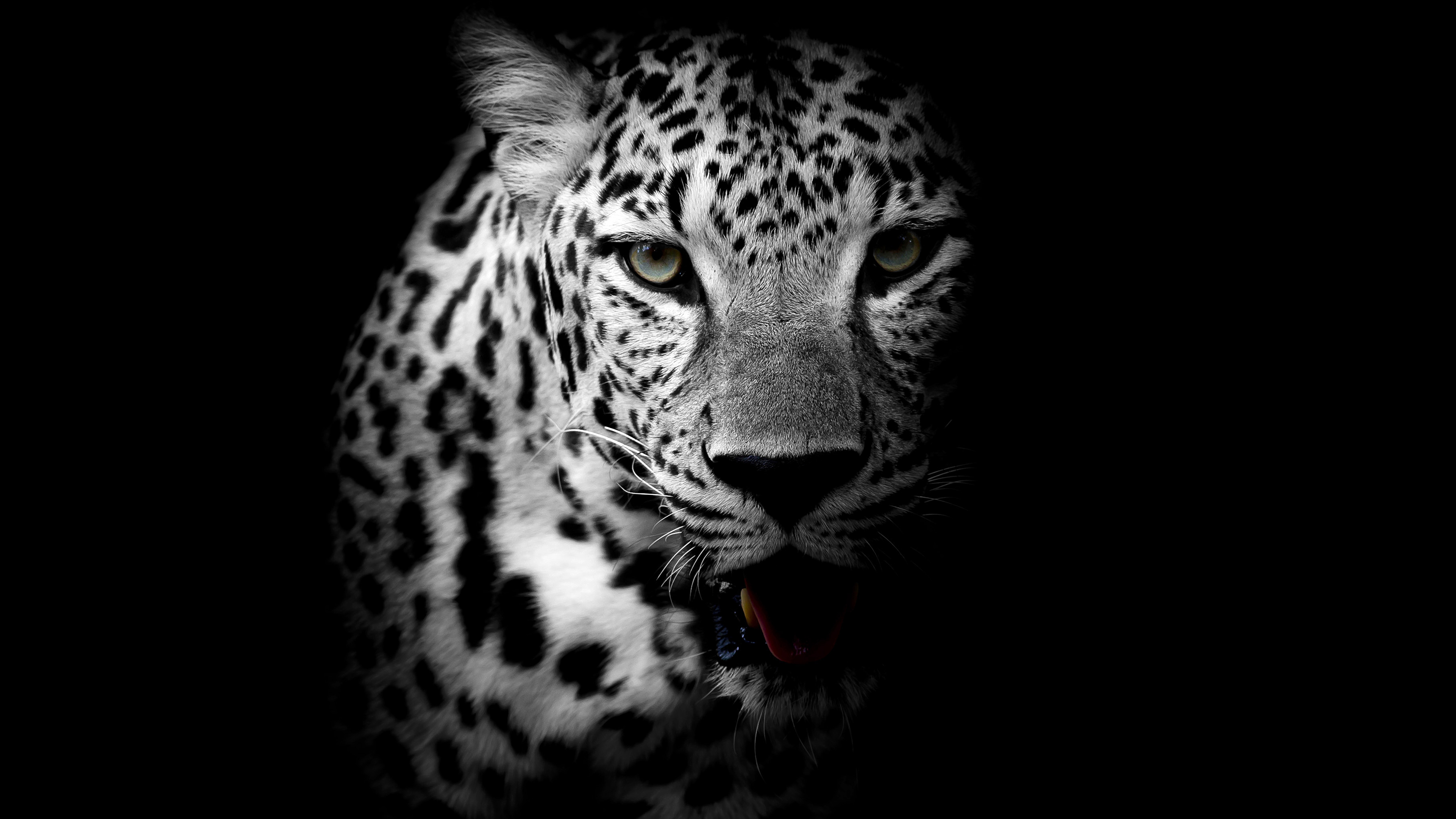 Leopard 4k Black Background Hd Animals 4k Wallpapers - vrogue.co