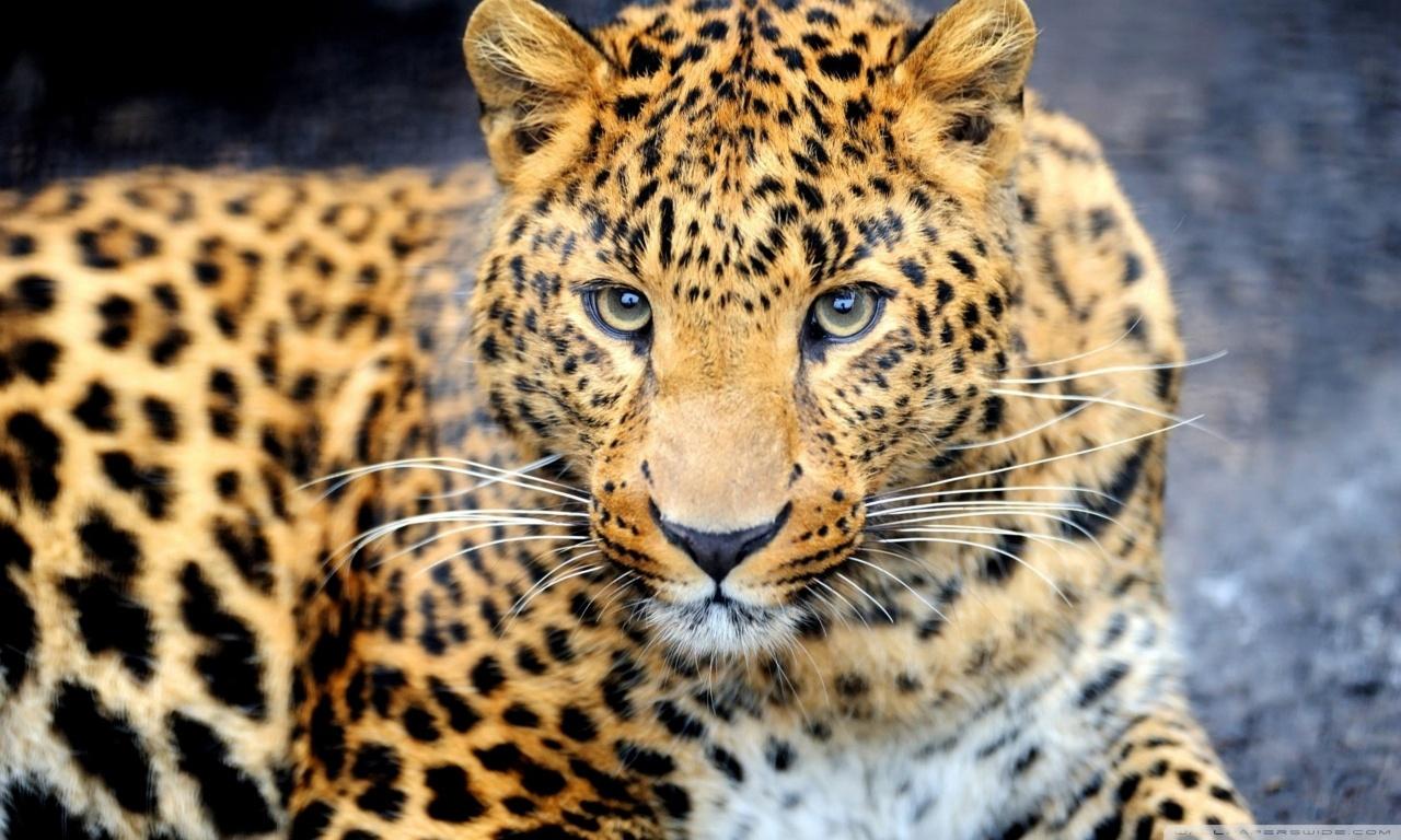 Wild Animal Leopard HD Wallpaper