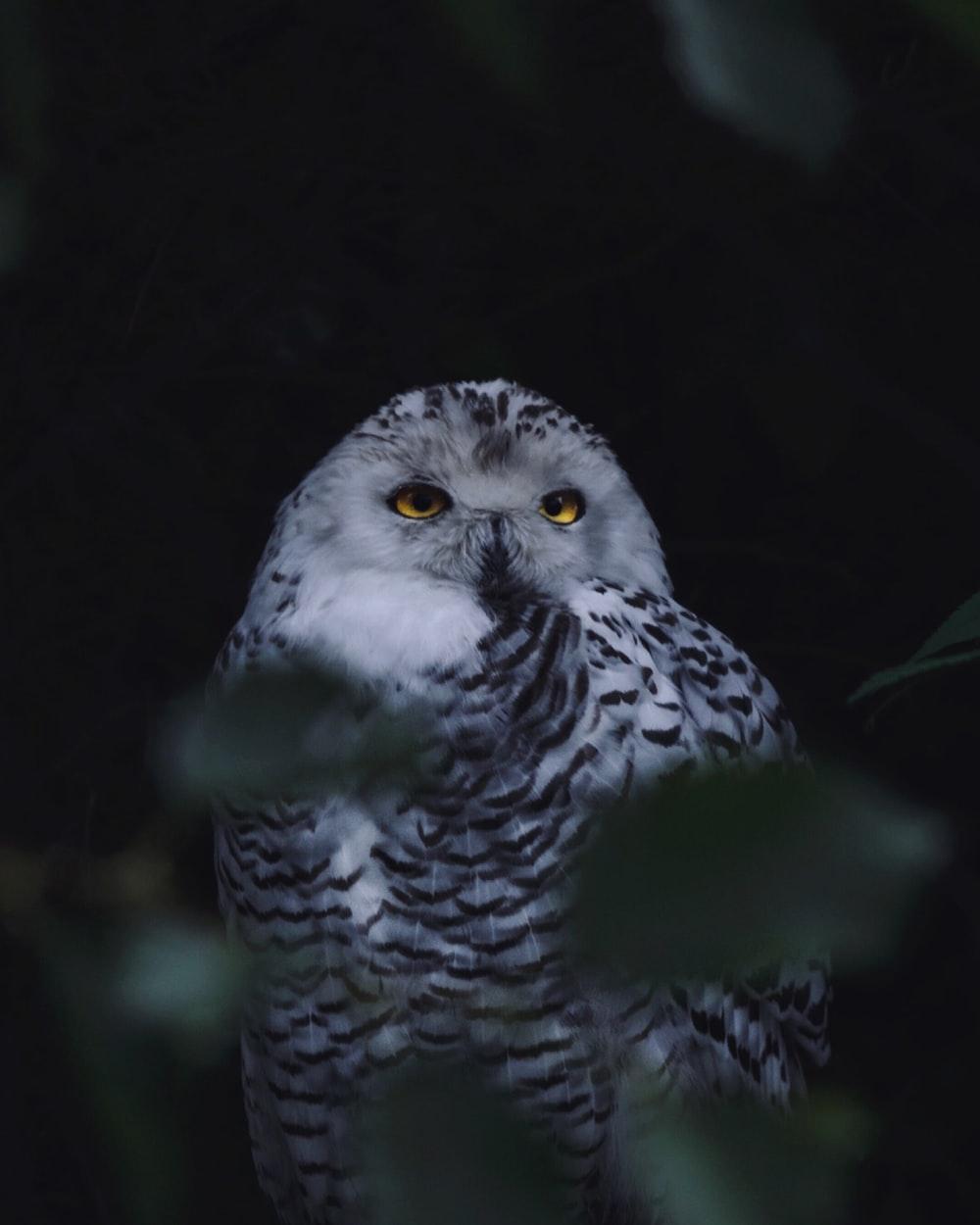 Night Owl Picture. Download Free Image