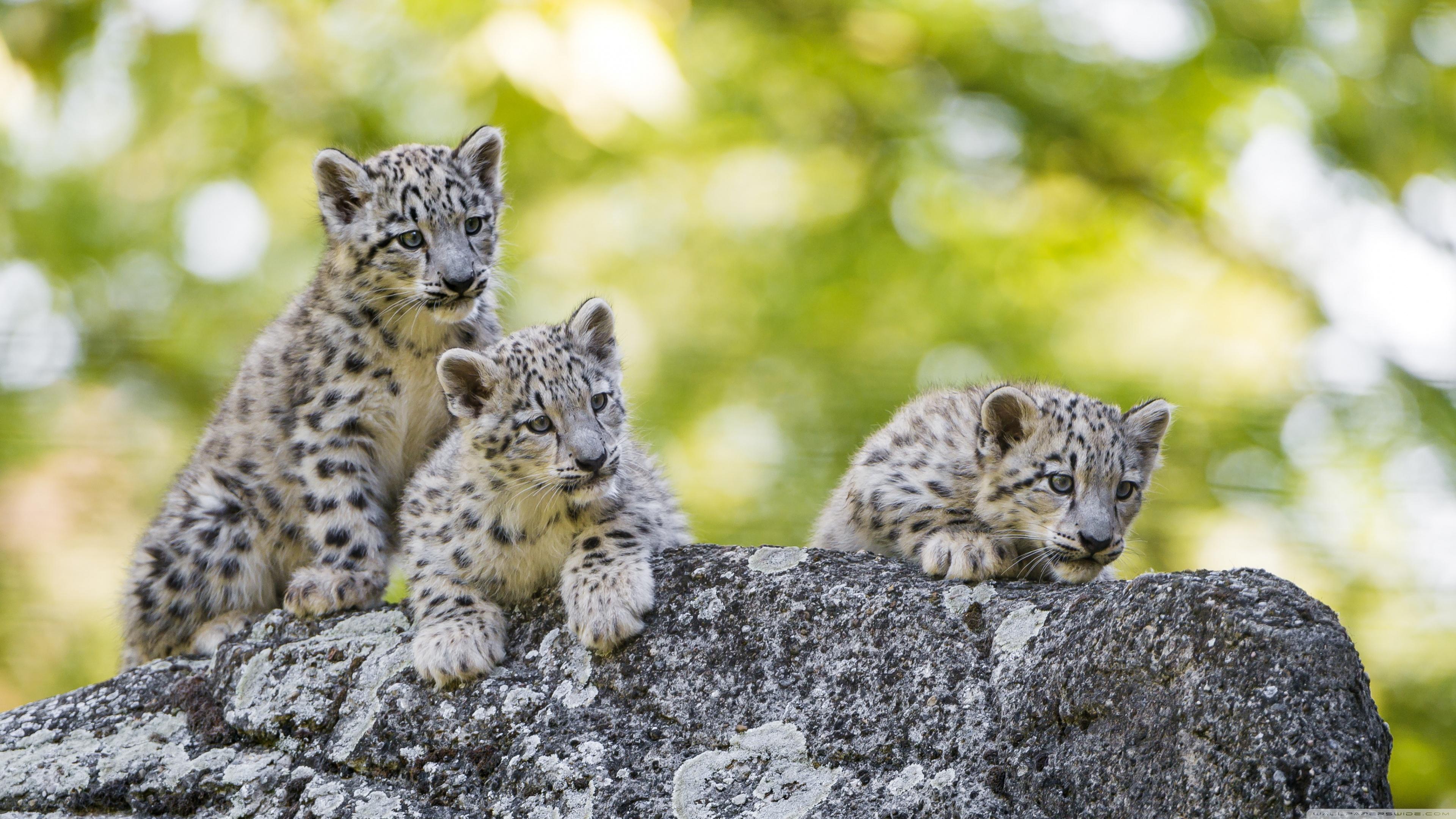Adorable Snow Leopard Cubs Wild Animals Ultra HD Desktop