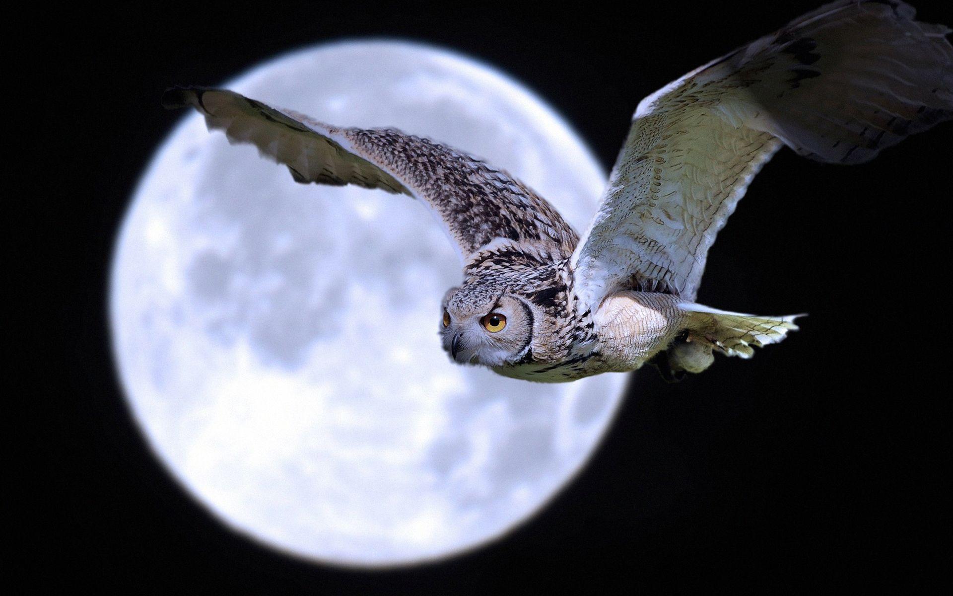 Arianrhod's owl? Night Owl Moon Wallpaper Picture Photo