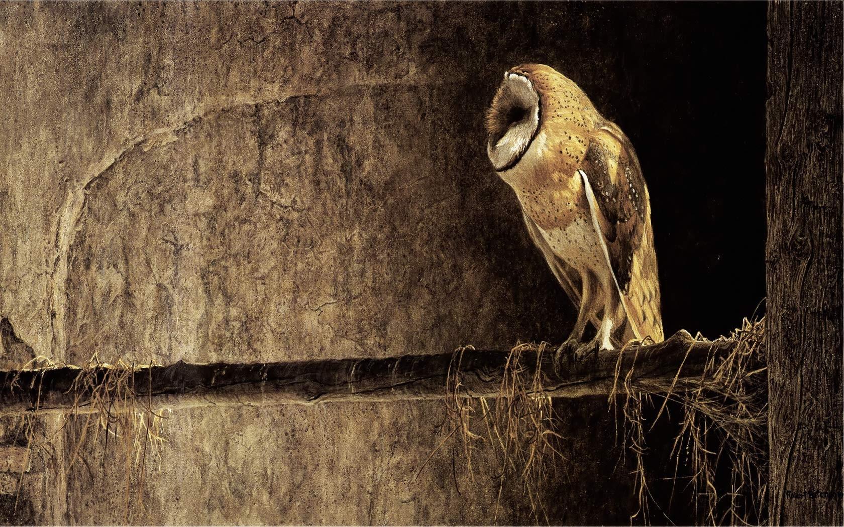 Night Owl Computer Background Wallpaper HD Wallpaper