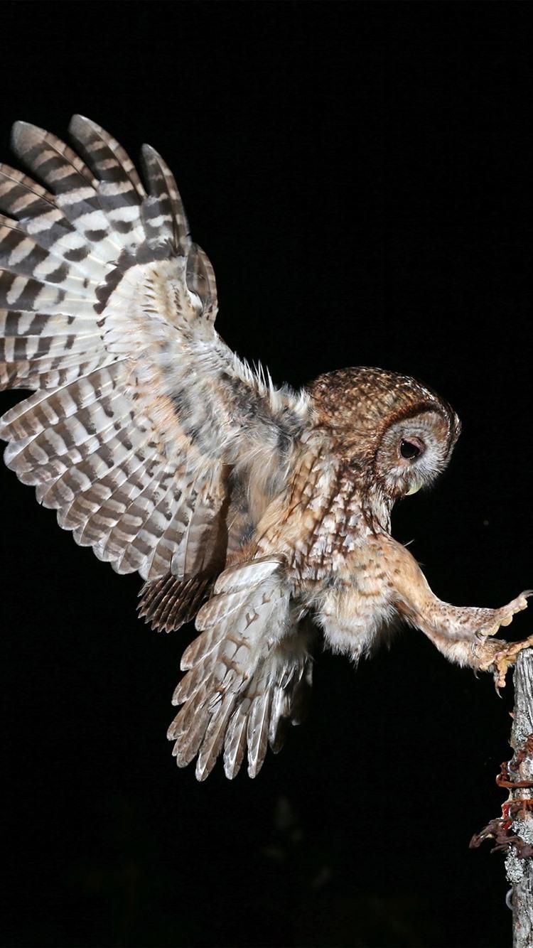 Wallpaper Night, owl flight, wings, stump, black background