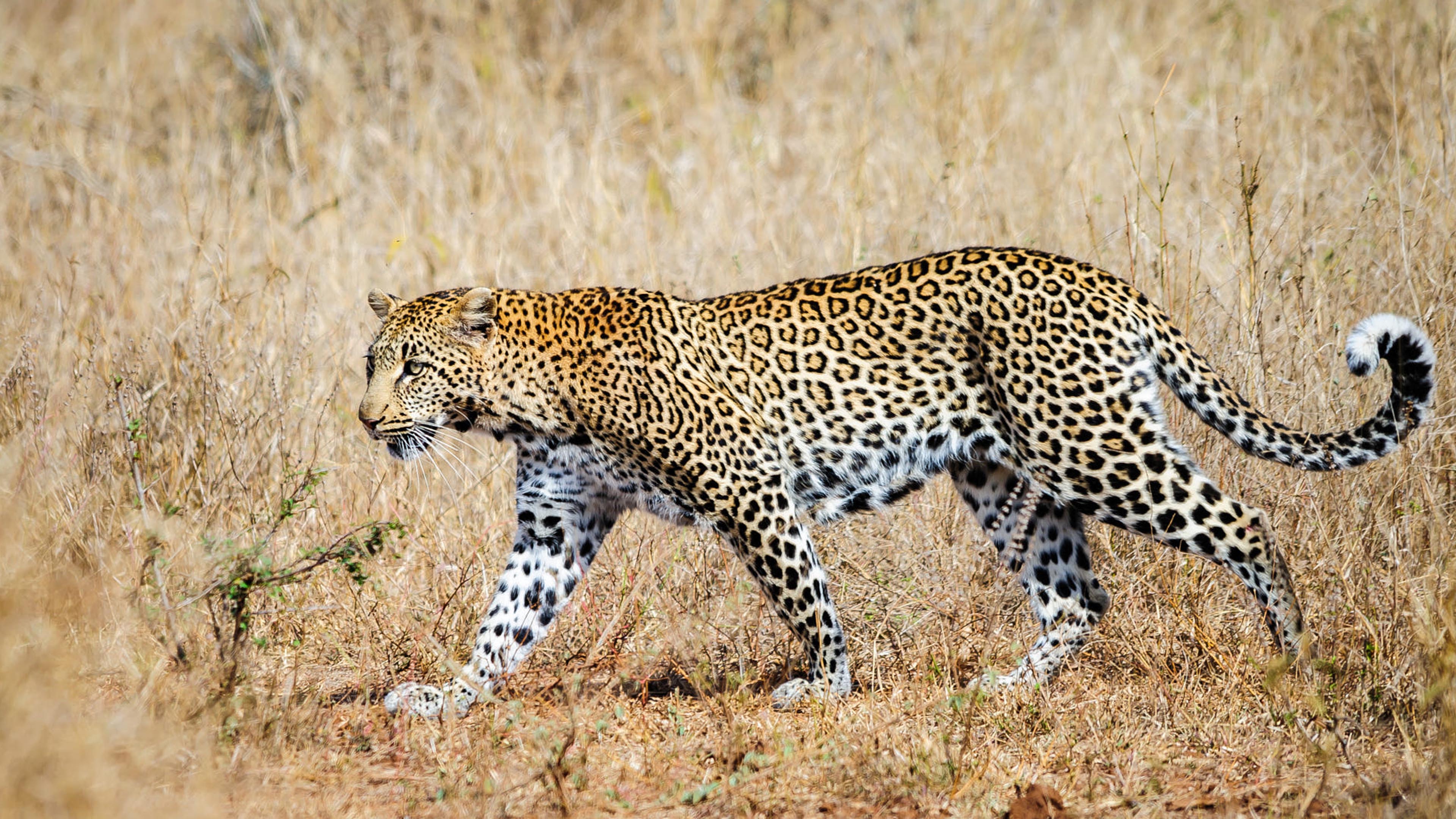 The Leopard Scientific Name Panthera Pardus Graceful Animal