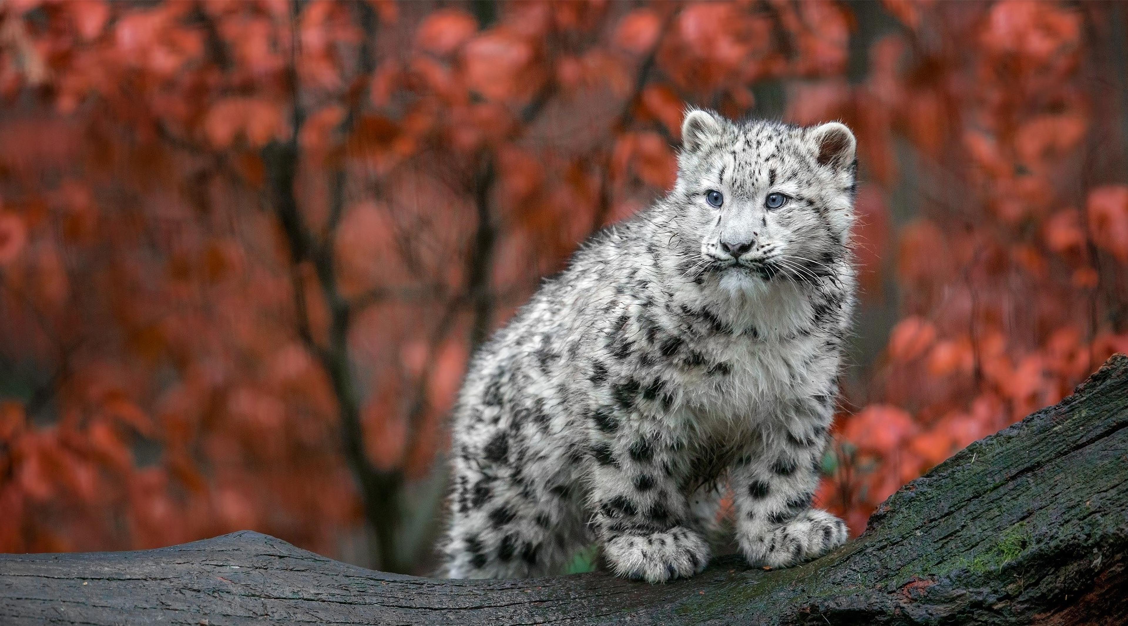 Baby Snow Leopard 4k, HD Animals, 4k Wallpaper, Image