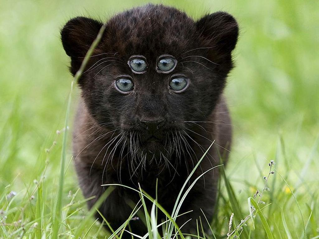 Fyi It's A Baby Panther Panther Cub, HD Wallpaper