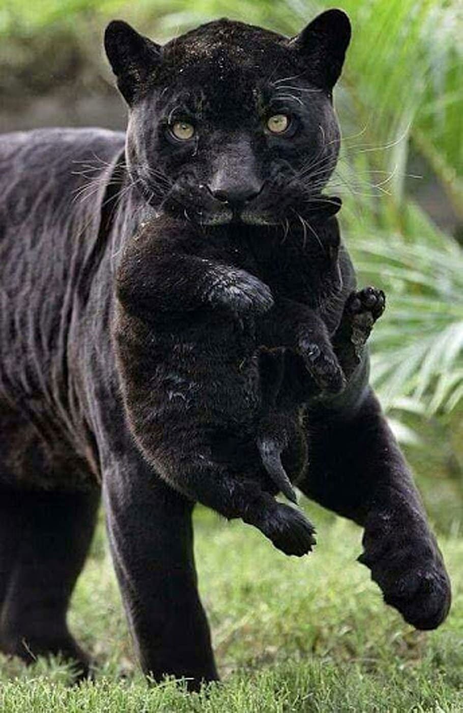 HD wallpaper: photo of black panther, cat, wild, animal
