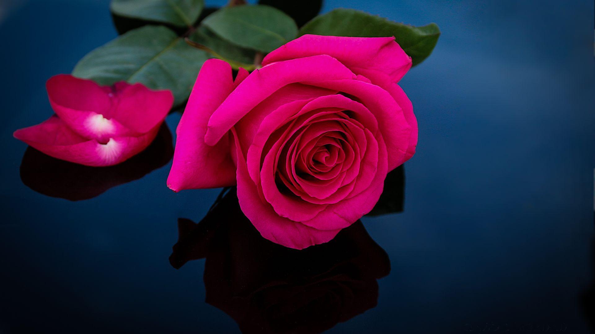 Pink Rose Photo Wallpapers - Wallpaper Cave