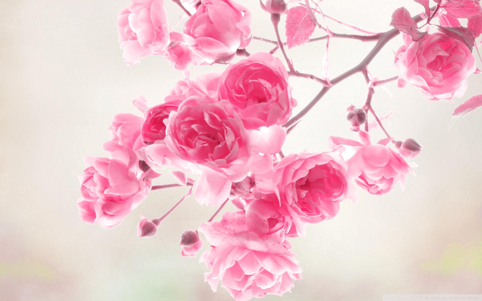 Pink Roses Wallpaper