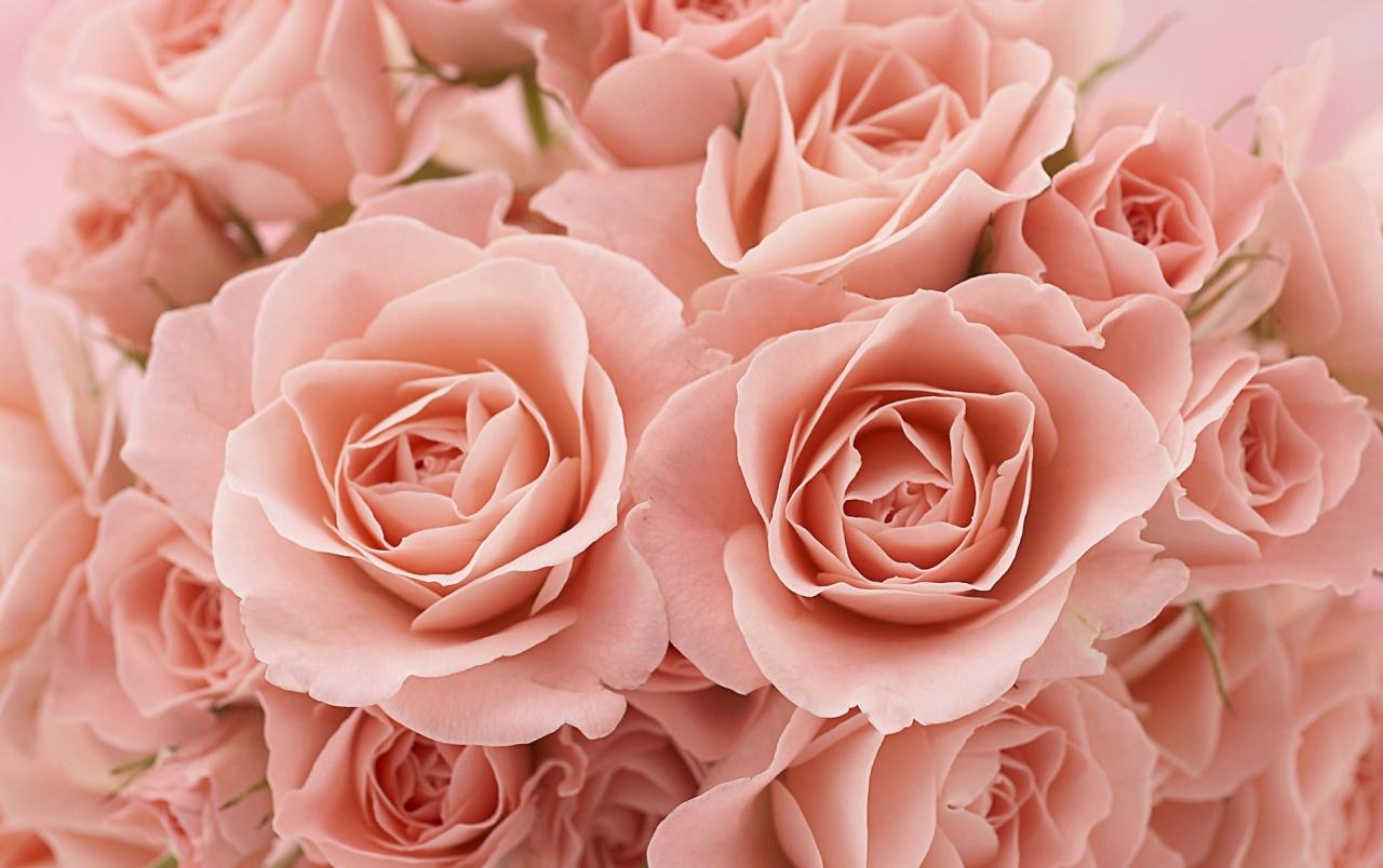 Pink Roses wallpaper. Pink Roses
