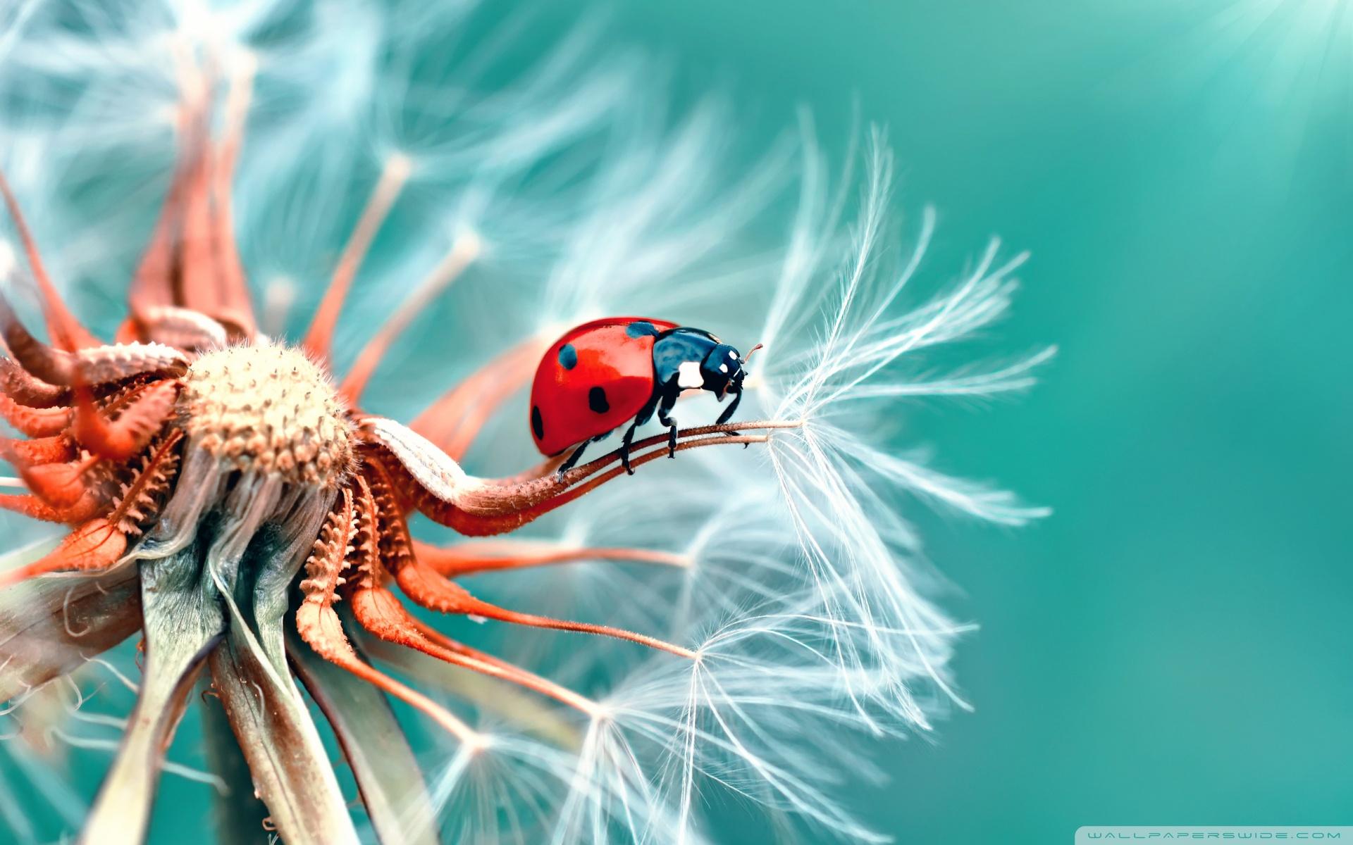 Ladybird on a Dandelion Seeds Macro Ultra HD Desktop