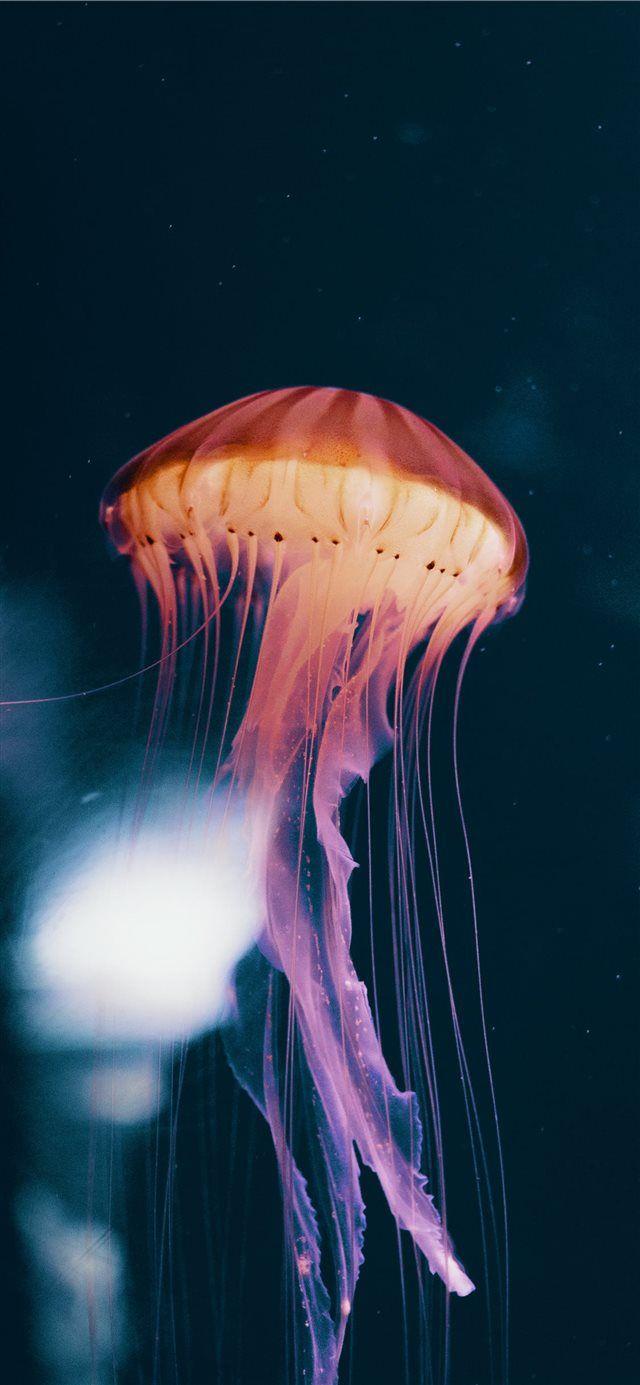 Neon Jelly iPhone X wallpaper #animal #bird #jellyfish