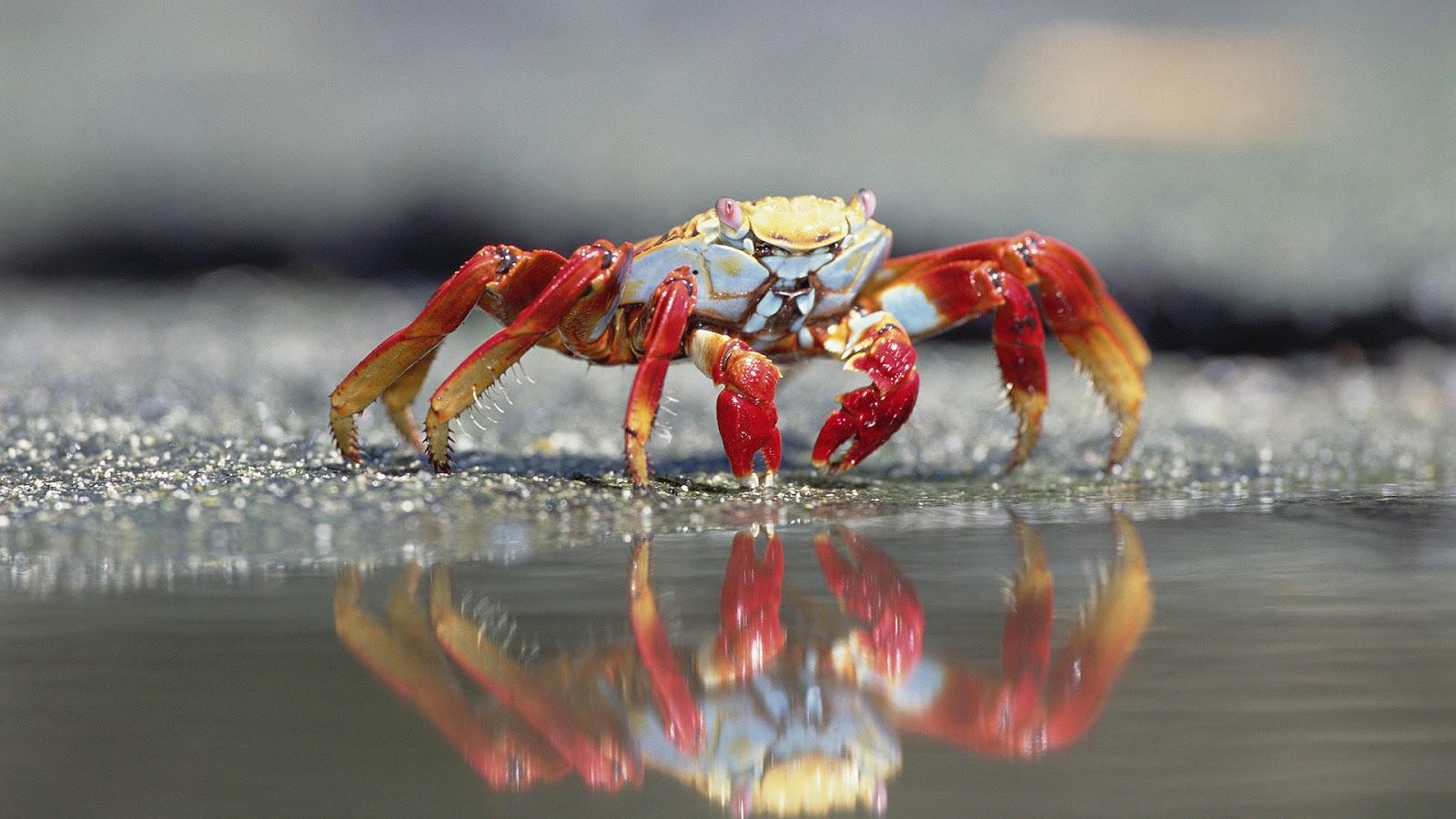 Red crab on the beach wallpaper. HD Animals Wallpaper