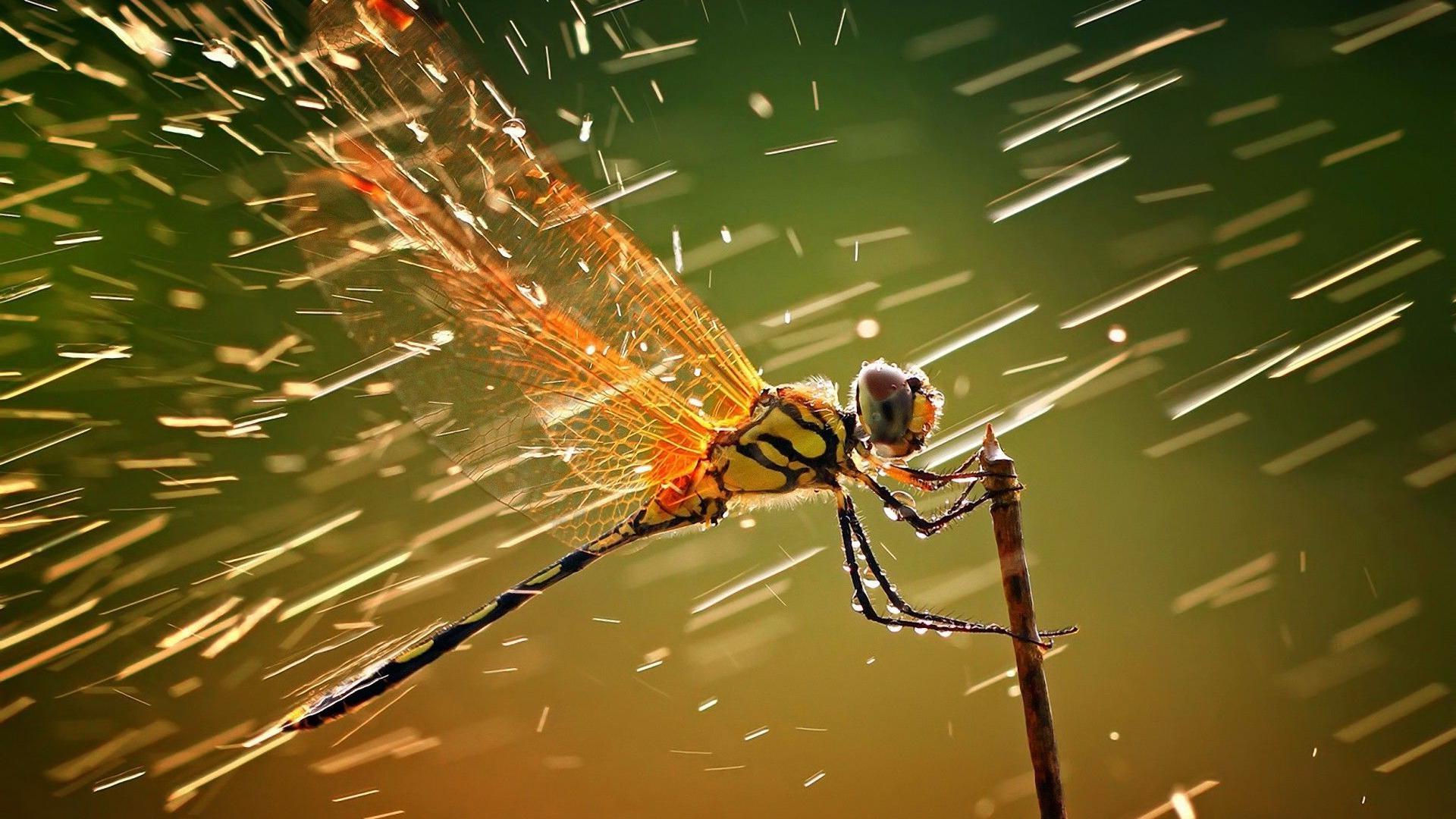 animals, Dragonflies, Macro, Water Drops, Insect, Rain