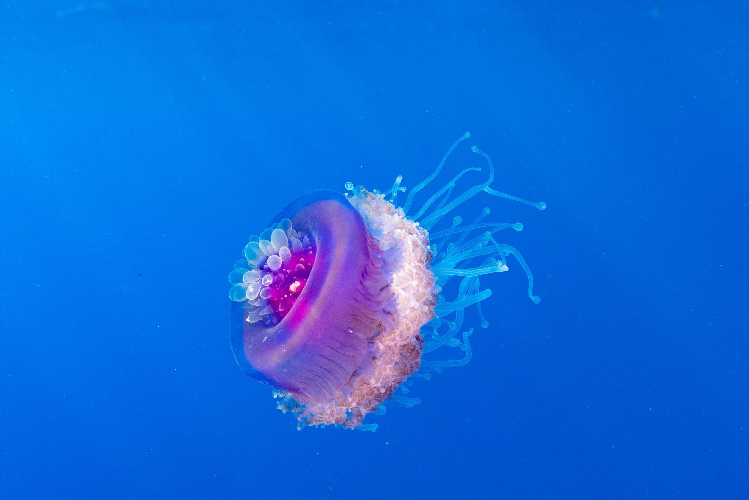 HD Jellyfish beautiful and dangerous Wallpaper ·