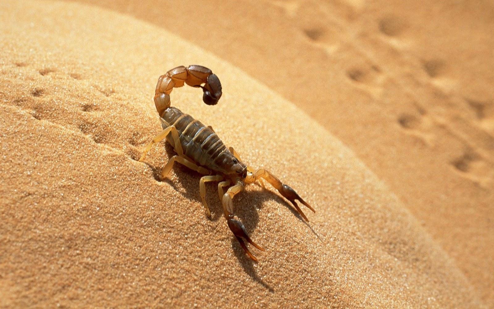 Wallpaper of a scorpion in the desert. HD Animals Wallpaper